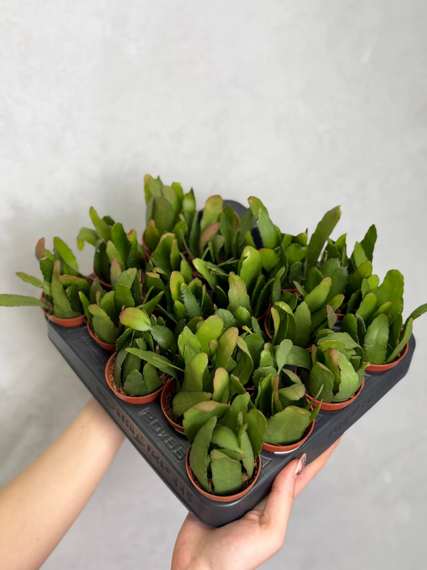 Рипсалис Ред Корал (Rhipsalis Red Coral) D5см