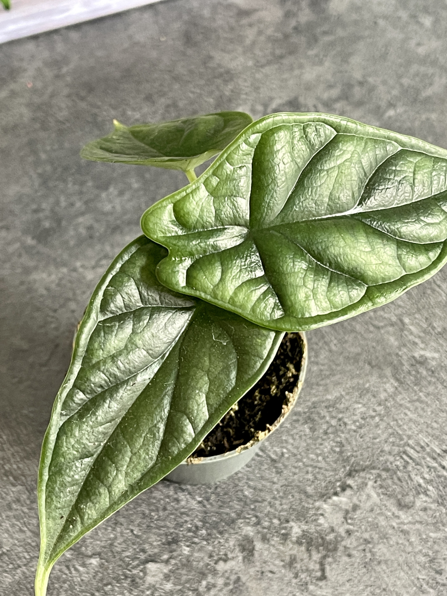 Алоказия Драгон Скейл (Alocasia Dragon Scale) D6см