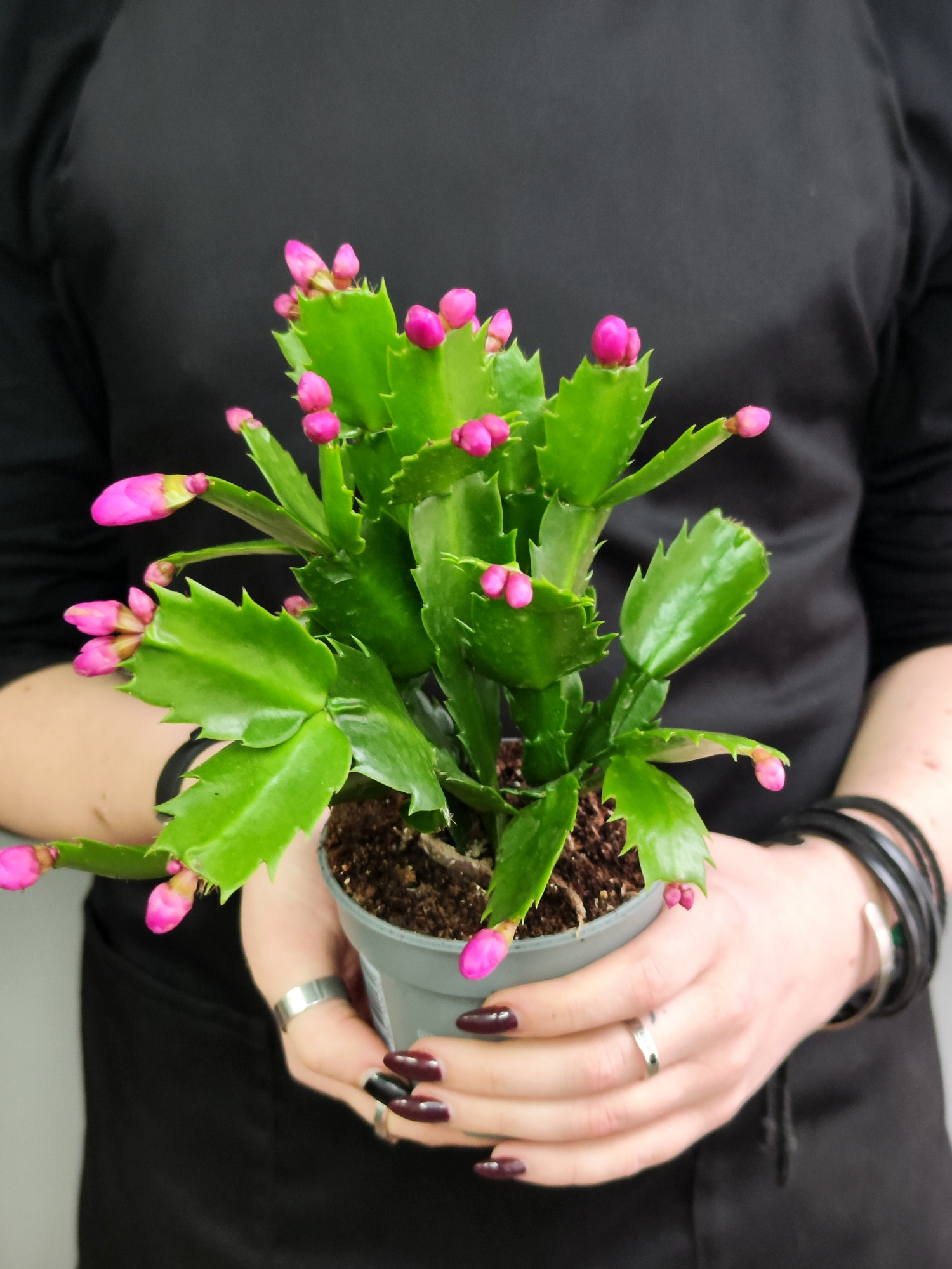 Декабрист Фиолетовый, или Шлюмбергера (Schlumbergera Tendenza Purple) D9см