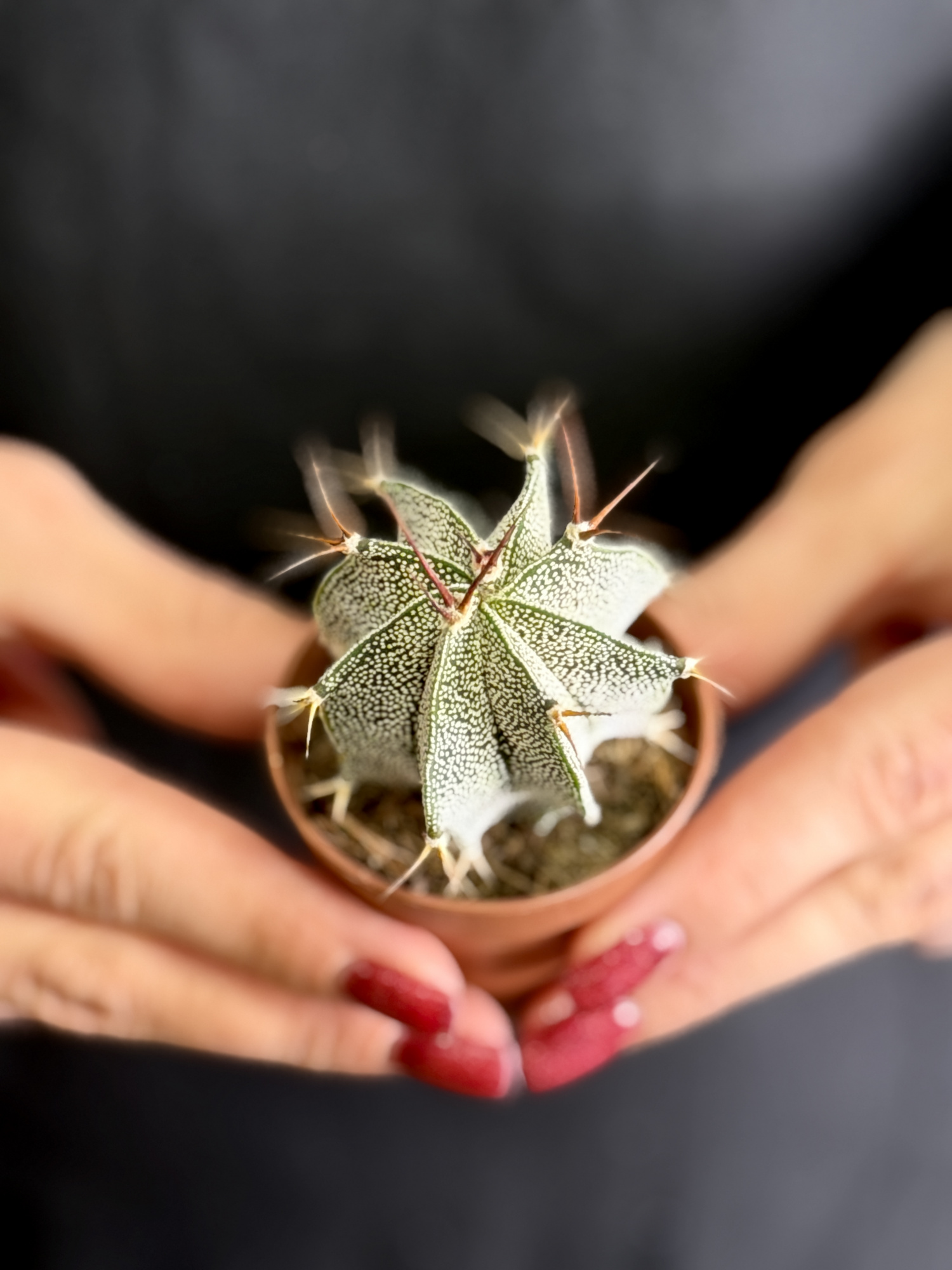 Астрофитум Орнатум (Astrophytum Ornatum) D5см