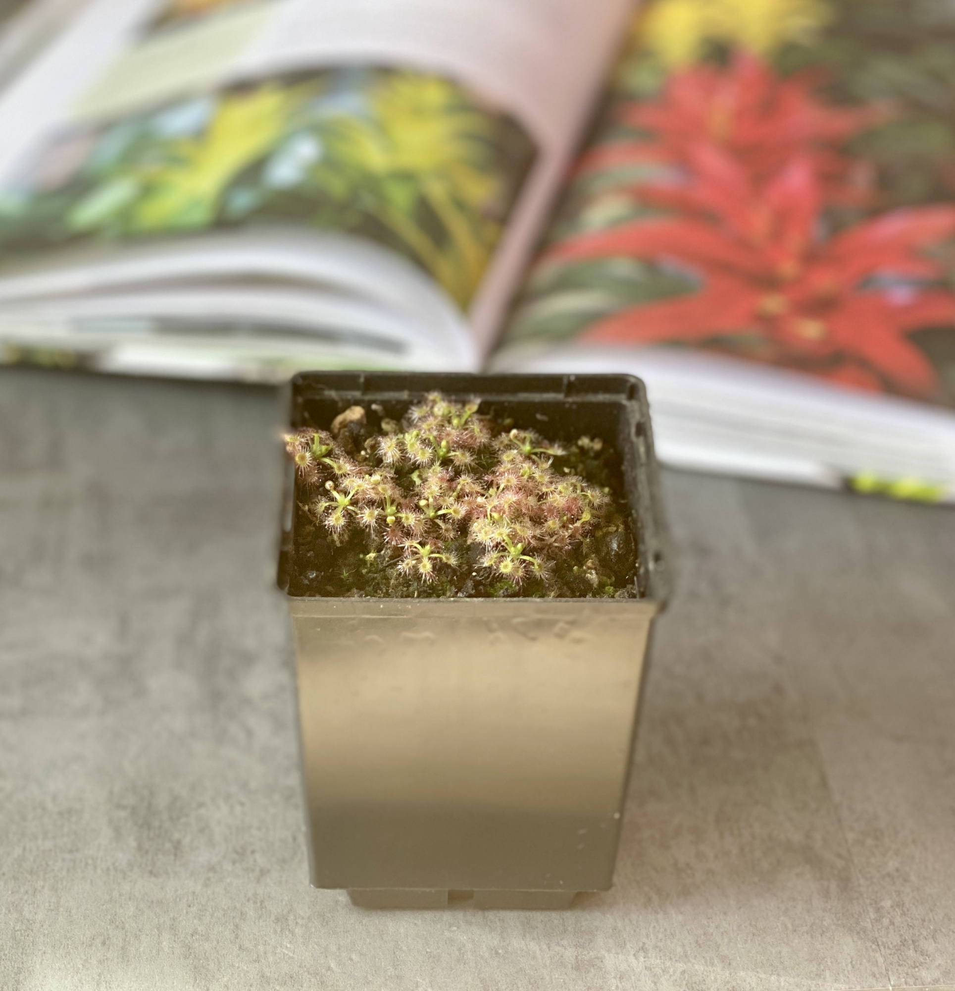 Росянка Пульчелла Нитидулла (Drosera Pulchella x nitidula) D9см.