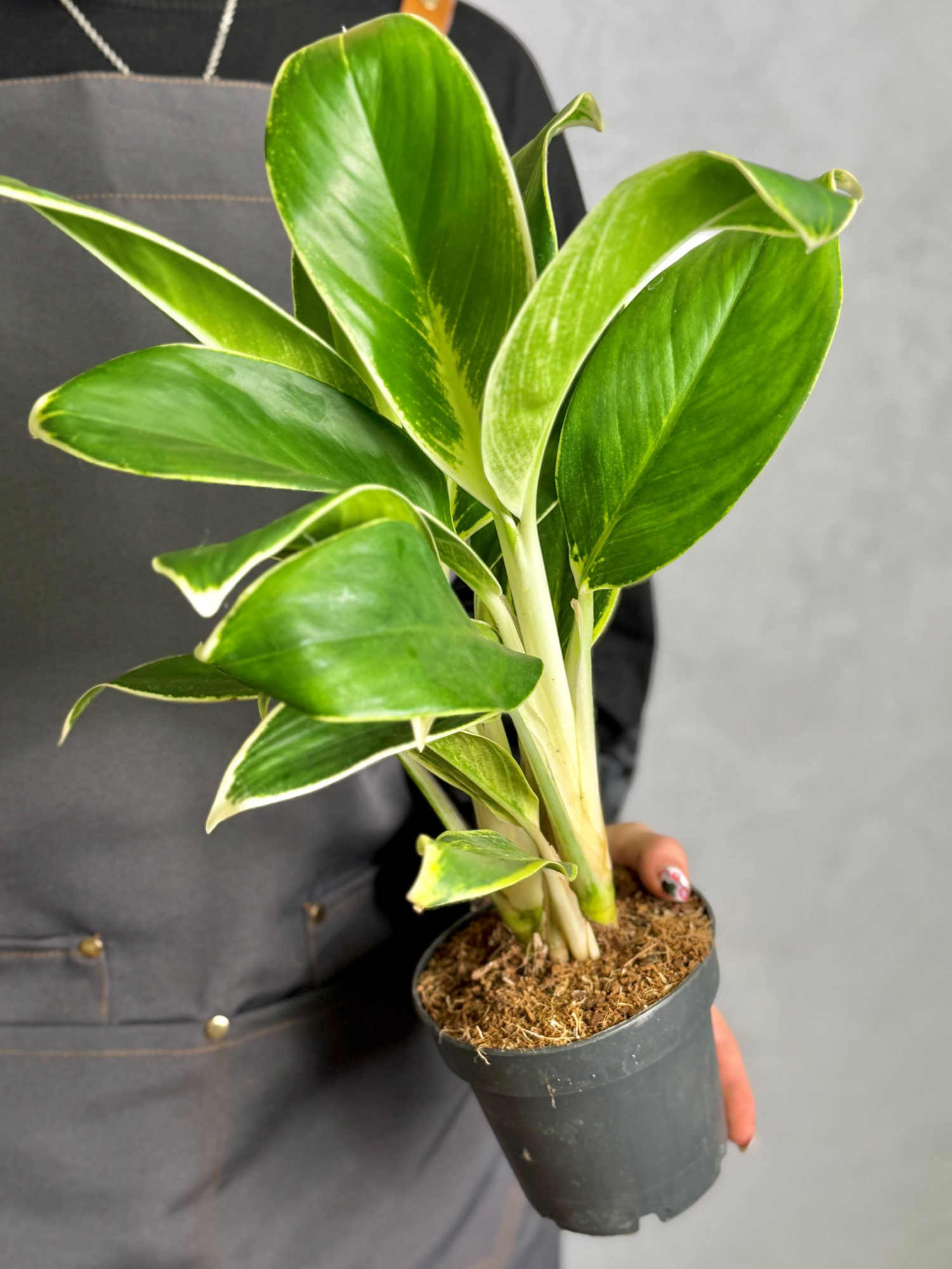 Аглаонема Вайт Лайм (Aglaonema White Lime) D12см