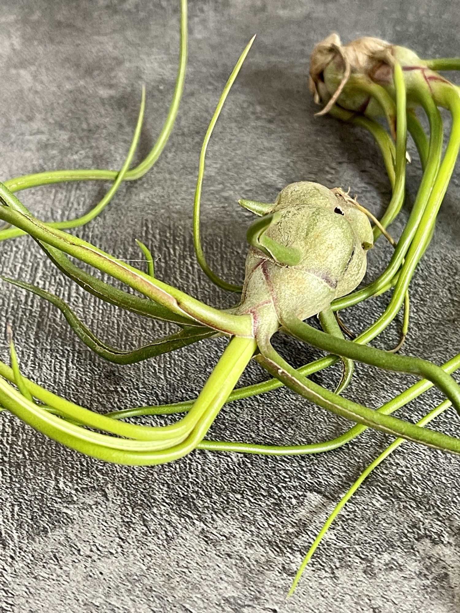 Тилландсия Бульбовидная (Tillandsia Bulbosa)
