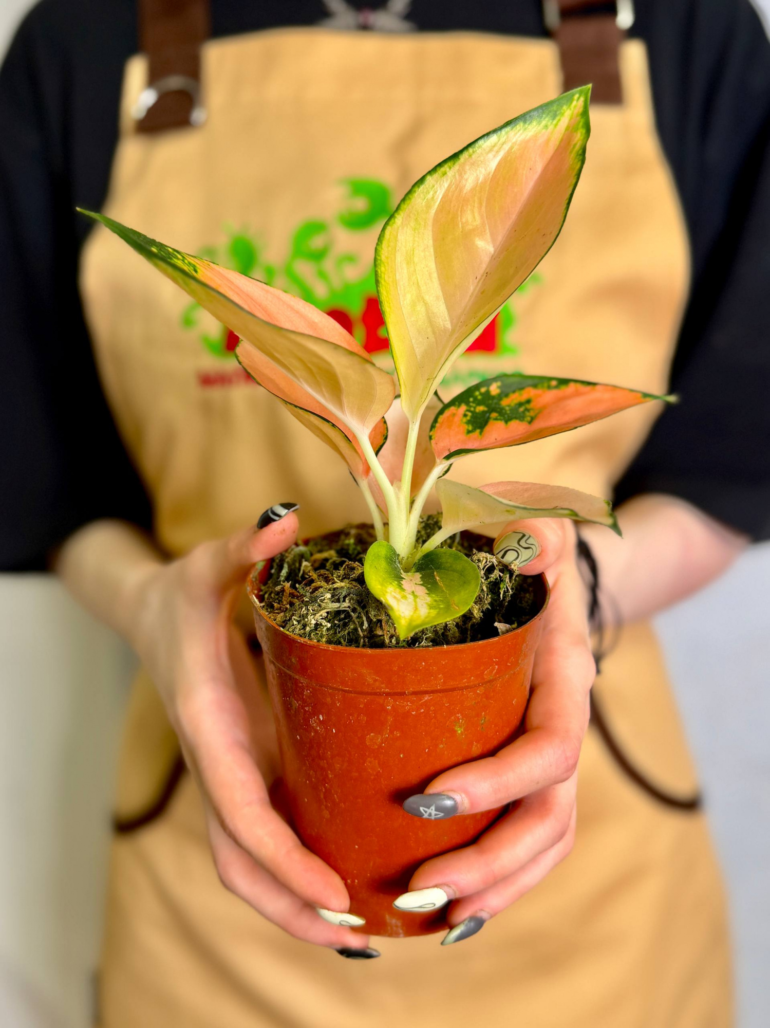 Аглаонема Пич Кочин (Aglaonema Peach Cochin) D10см