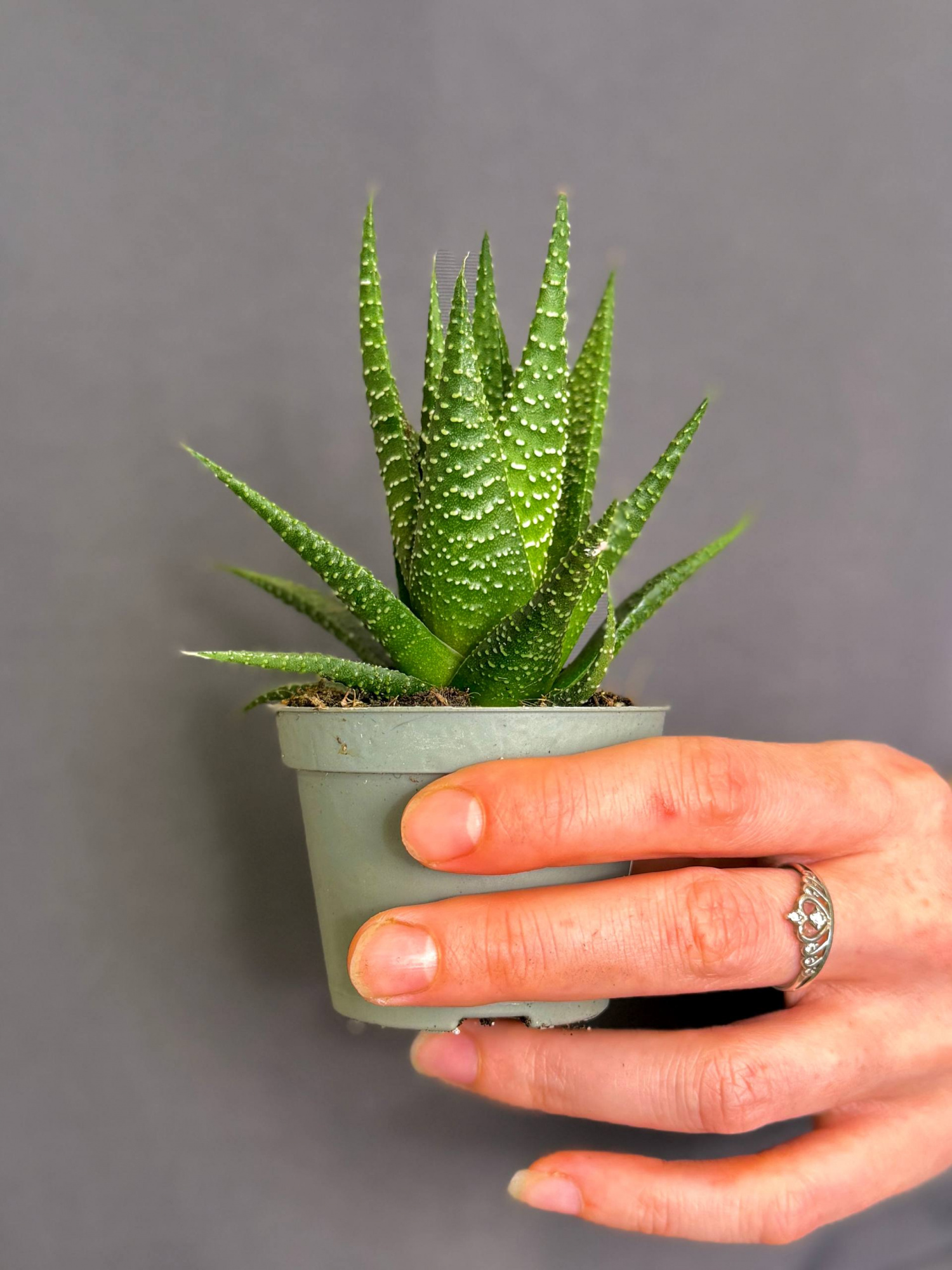 Хавортия Жемчужная Мэджик (Haworthia Margaritifera Magic) D5см