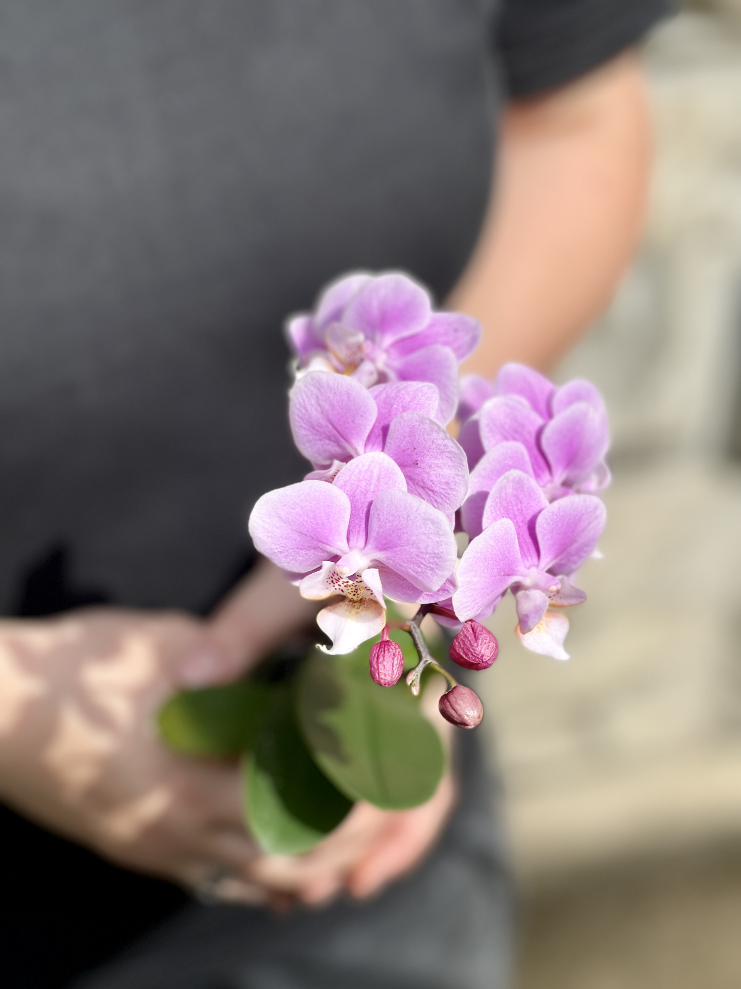 Орхидея Фаленопсис Розовая (Phalaenopsis Multiflora) D6см