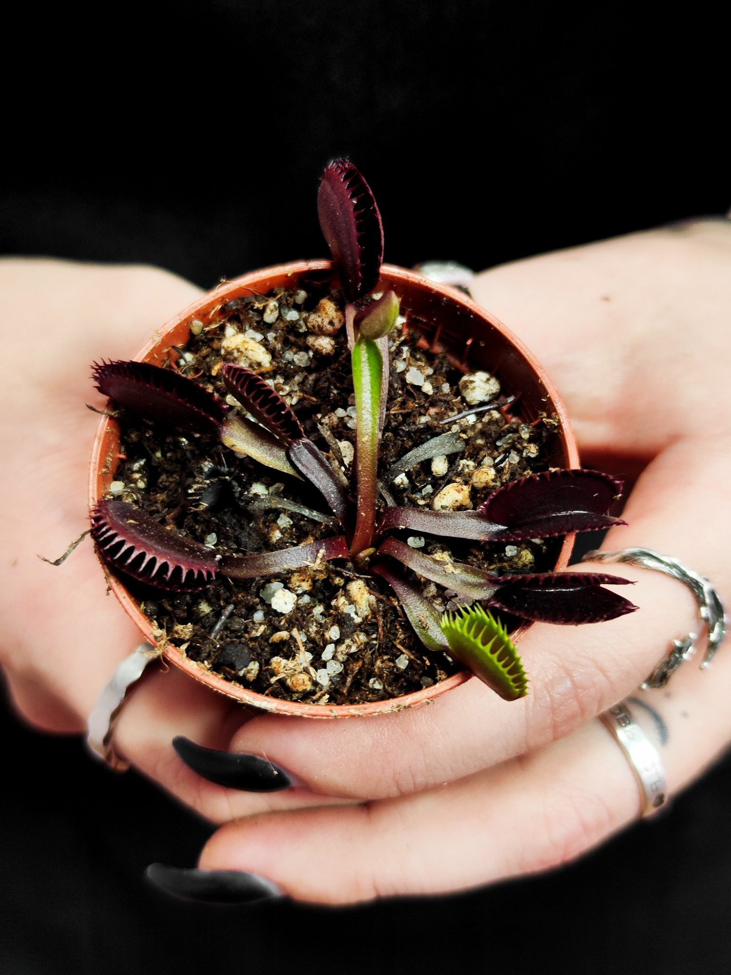 Венерина Мухоловка "Зубья Красной Акулы" (Dionaea Muscipula "Red Shark Teeth") D6см