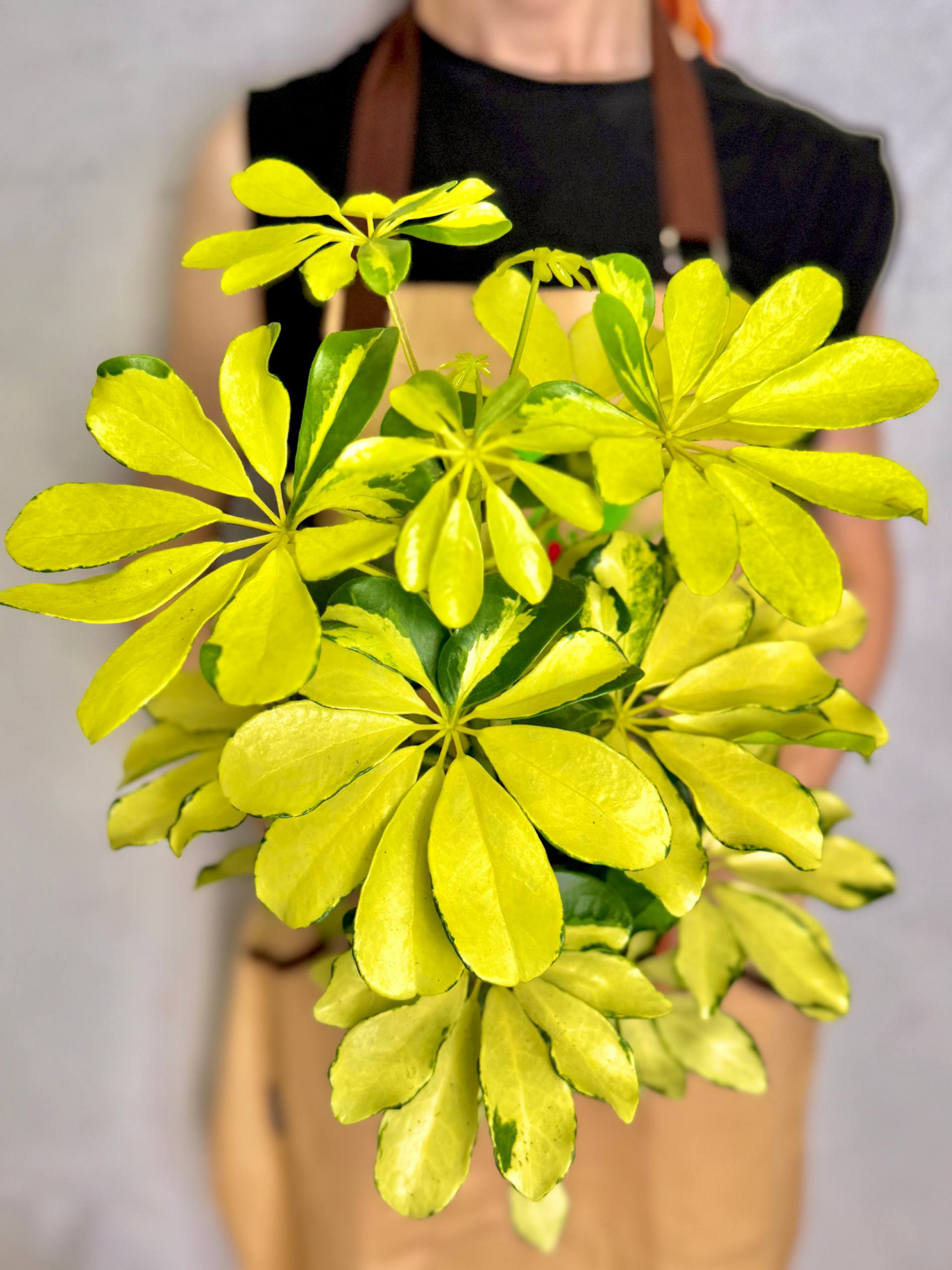 Шеффлера Мелани (Schefflera Melanie) D12см