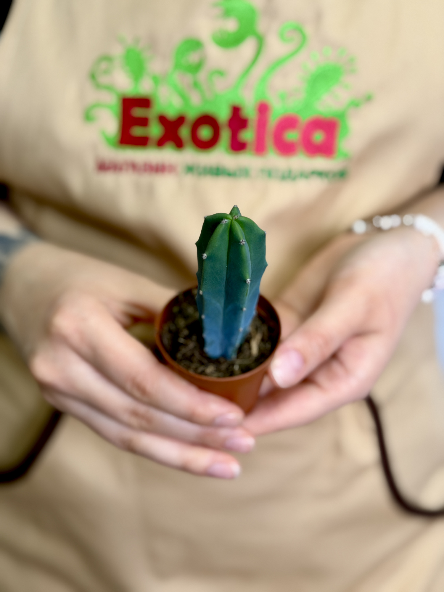 Миртиллокактус Геометрический (Myrtillocactus Geometrizans) D5см