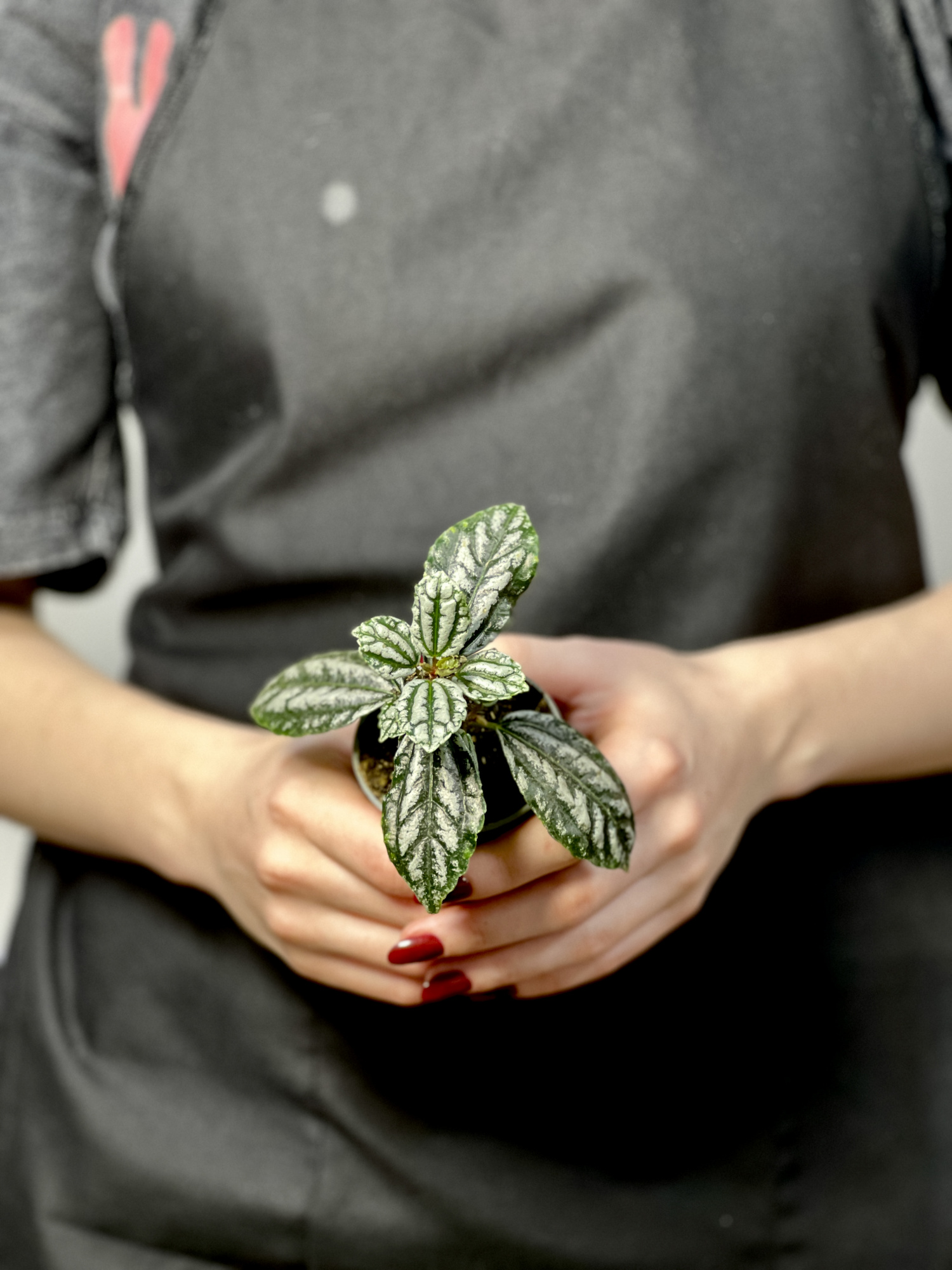 Пилея Арбузная Кадье (Pilea Cadierei) D6см