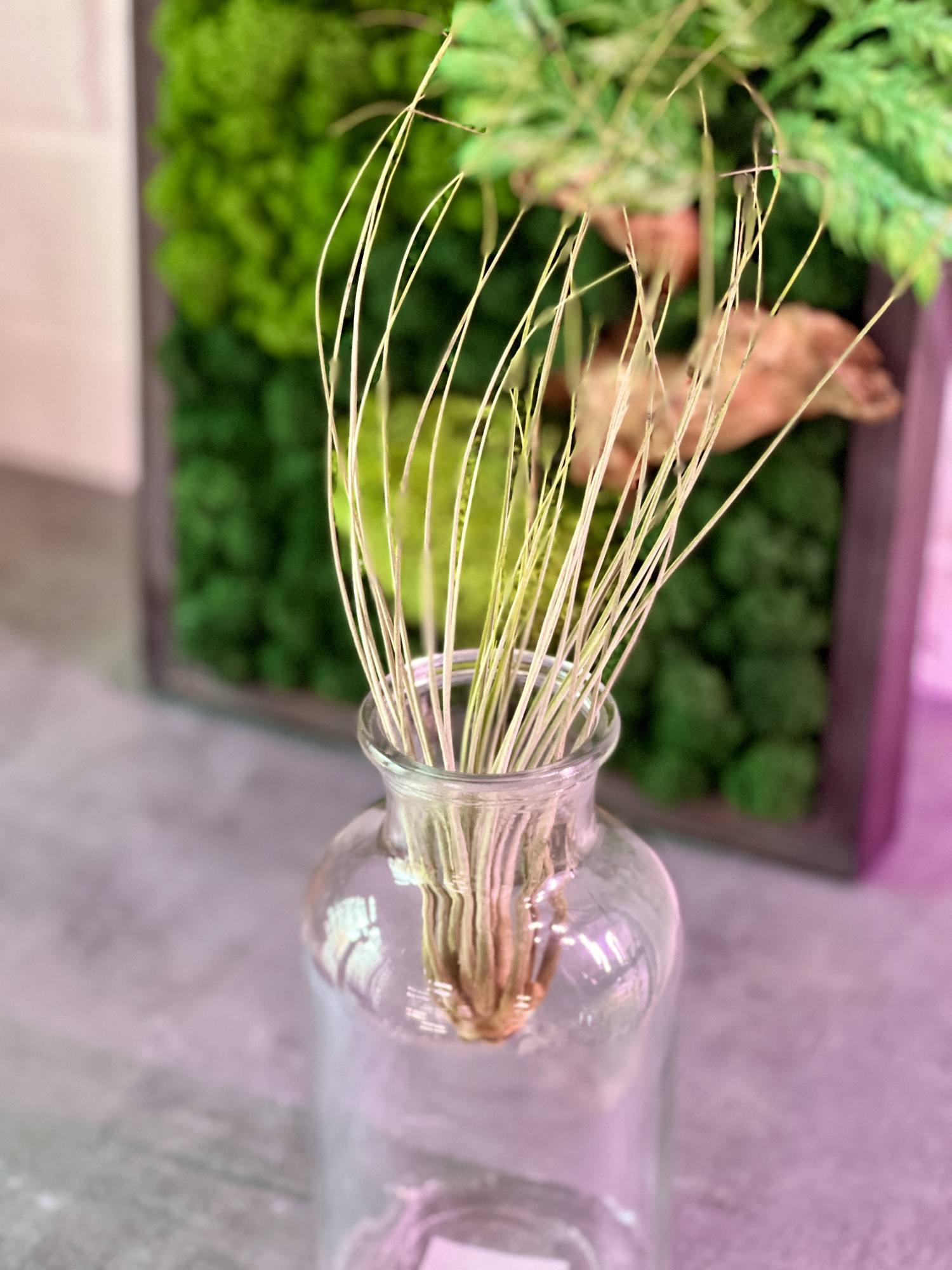 Тилландсия Ситниковая (Tillandsia Juncea)