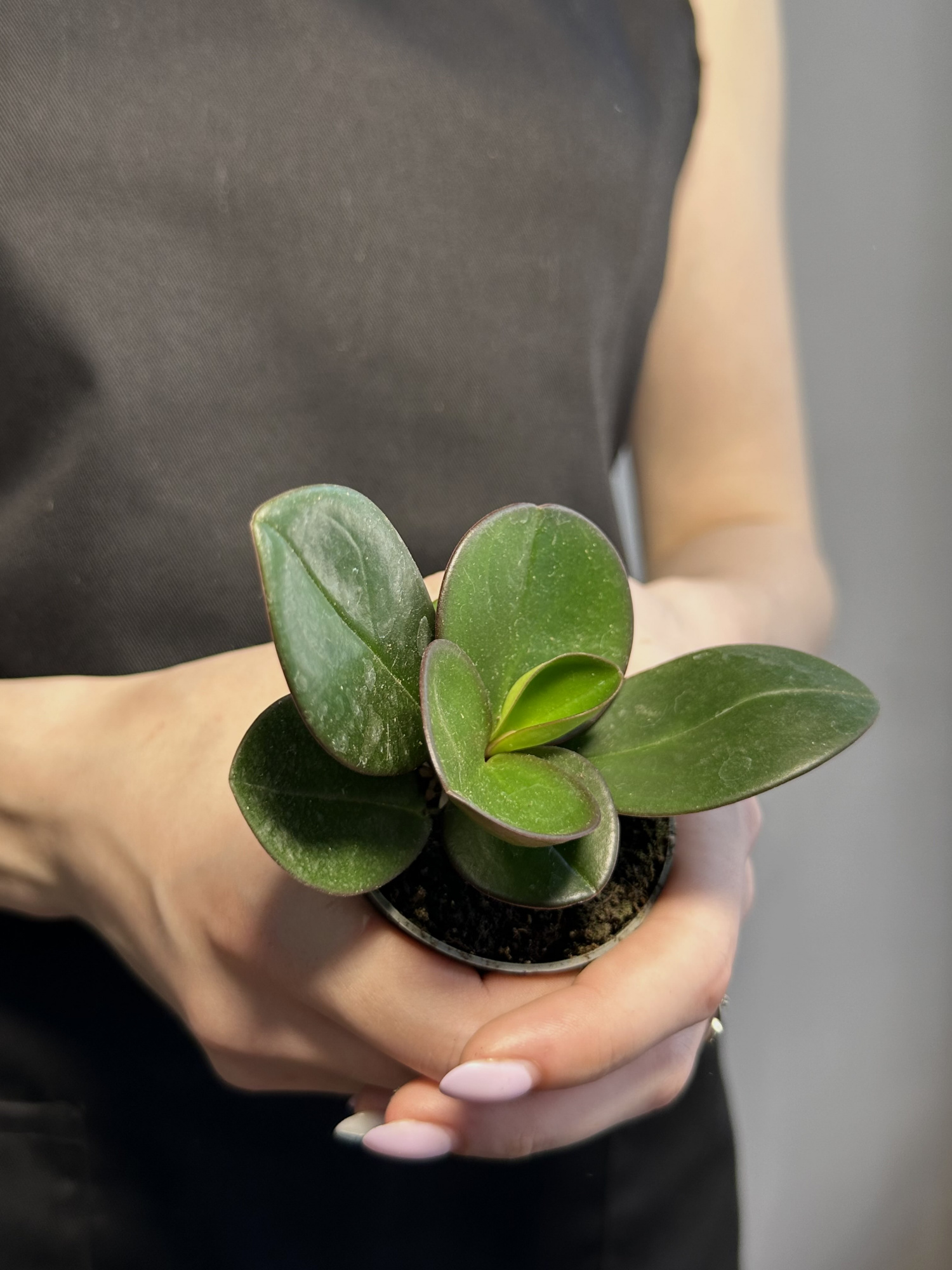 Пеперомия Клузиелистная Ред Маргин (Peperomia Сlusiifolia Red Margin) D5см