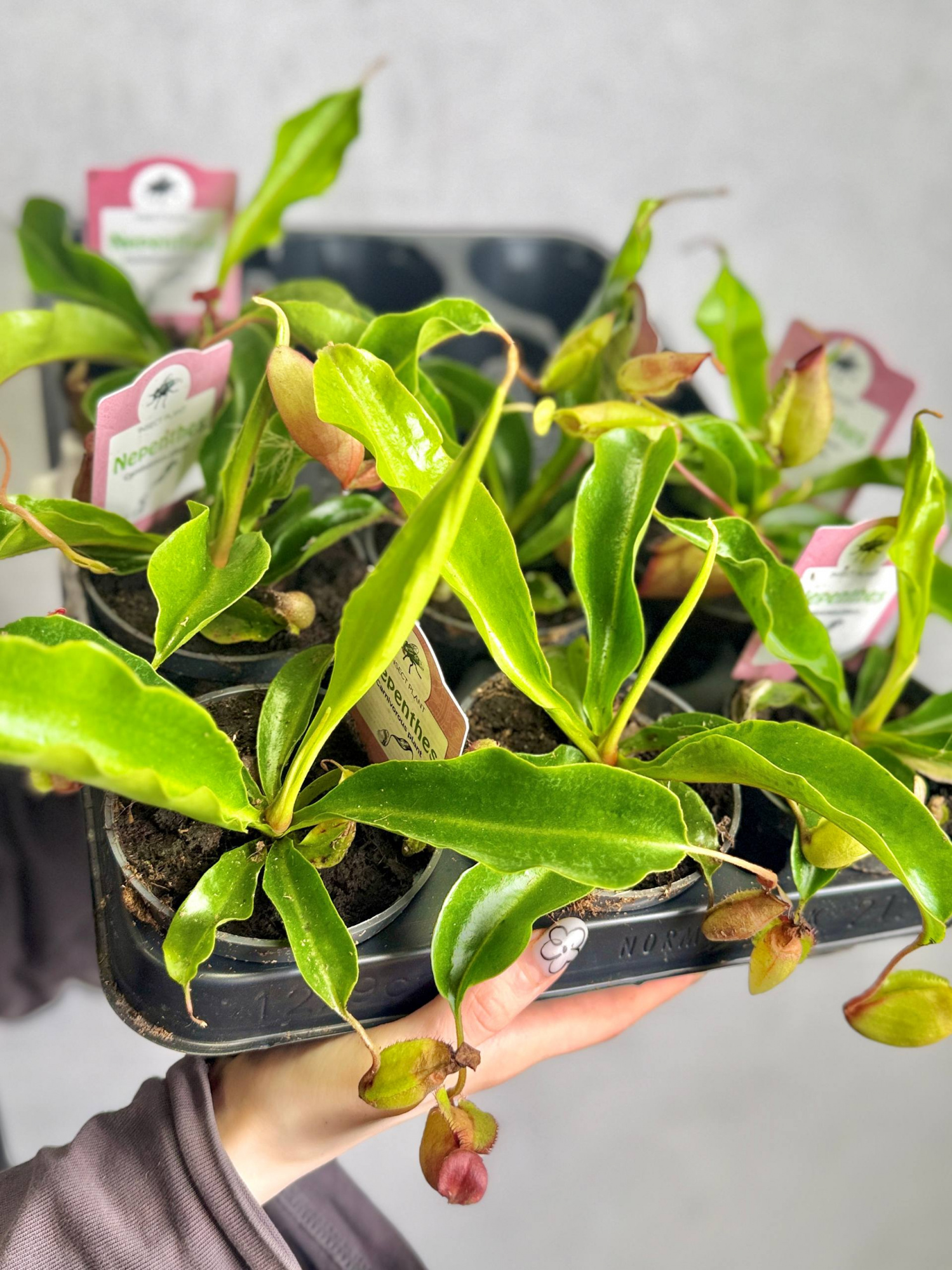 Непентес Ампулярия Зеленая (Nepenthes Ampullaria green) D9см