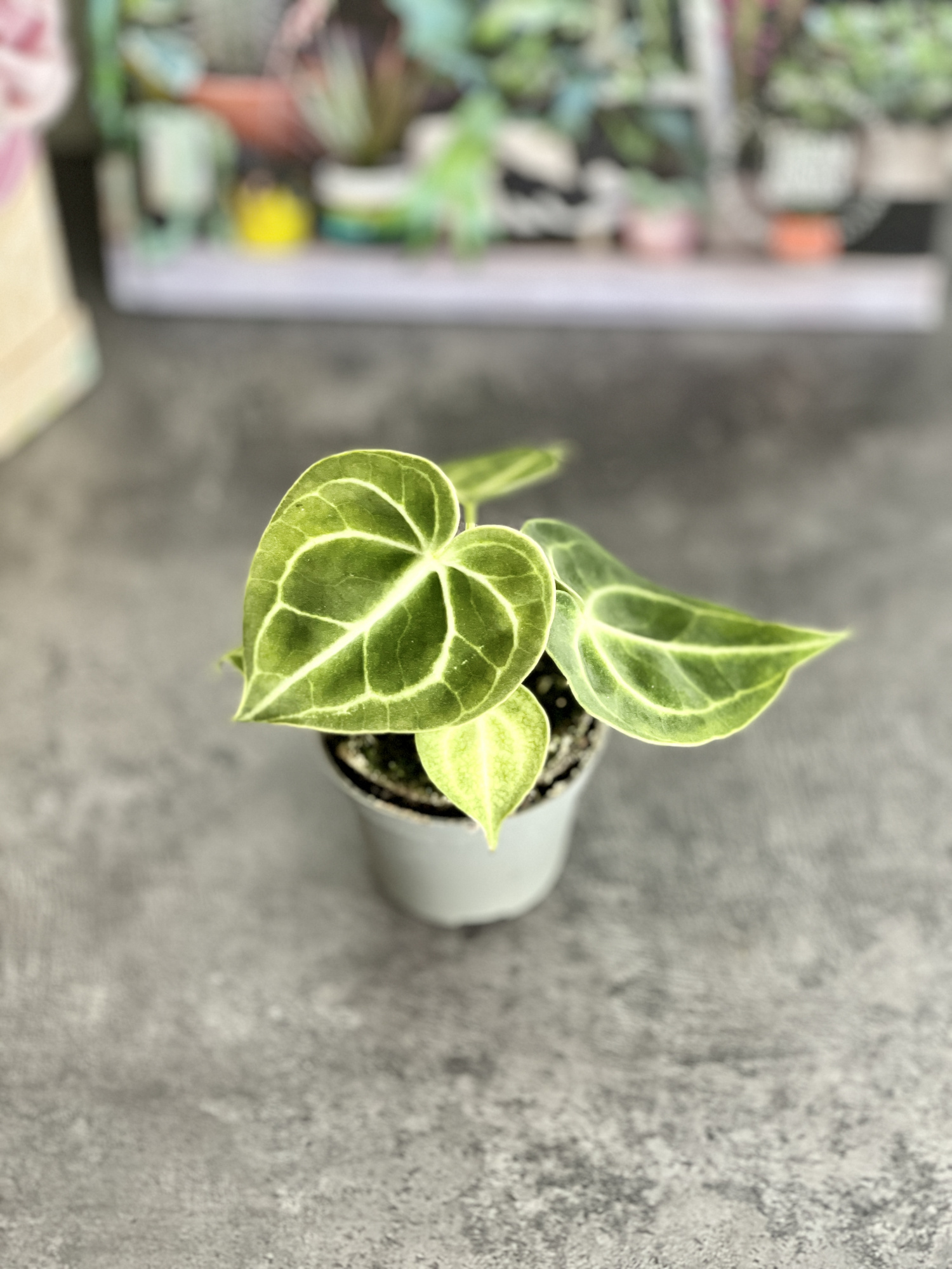 Антуриум Хрустальный, или Кристаллинум (Anthurium Crystallinum) D6см