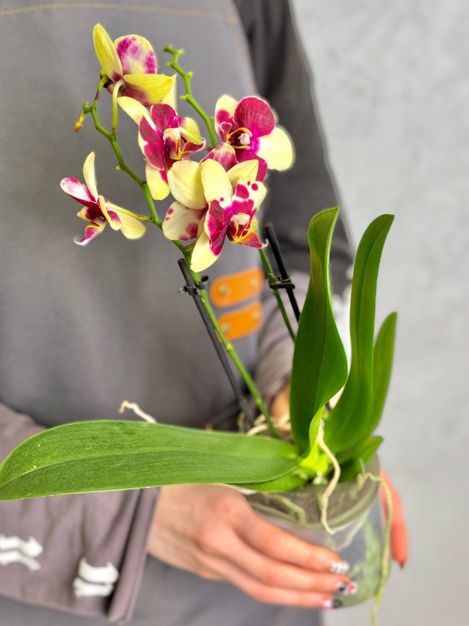 Орхидея Фаленопсис Катания (Phalaenopsis Catania) D9см