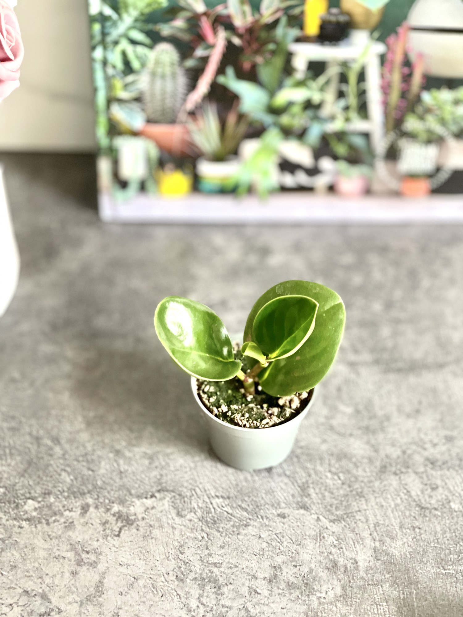 Пеперомия Туполистная Зеленая (Peperomia Obtusifolia Green) D5см