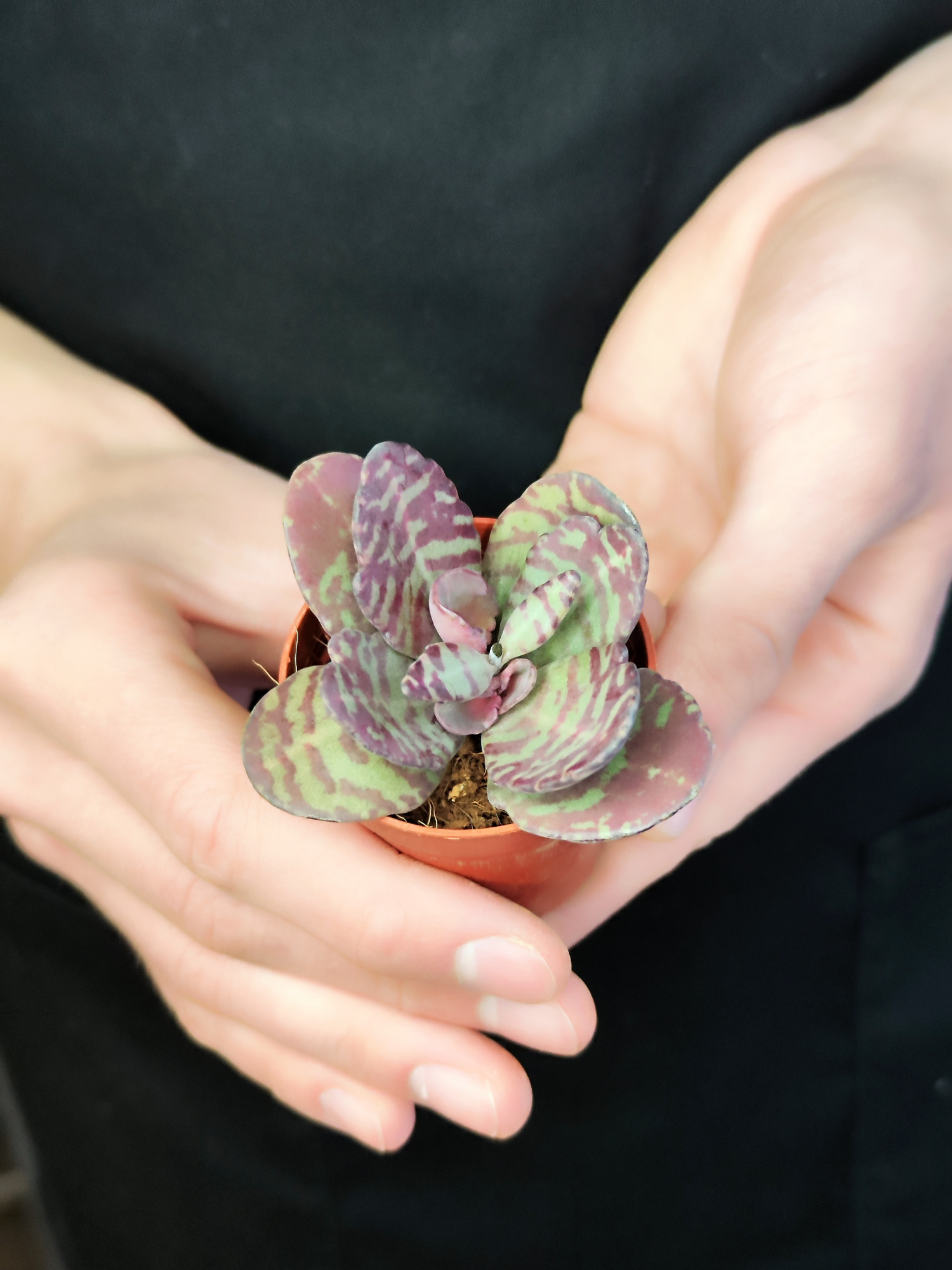 Каланхоэ Хумилис, или Зебра (Kalanchoe Humilis) D5см