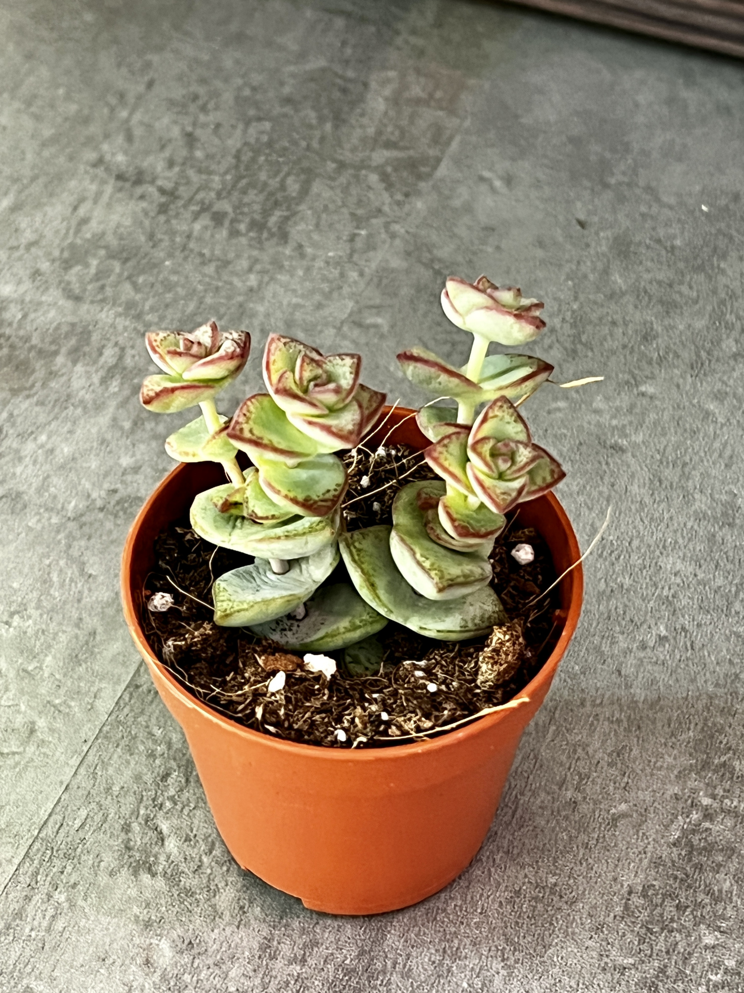 Крассула Рупестрис (Crassula Rupestris) D5см