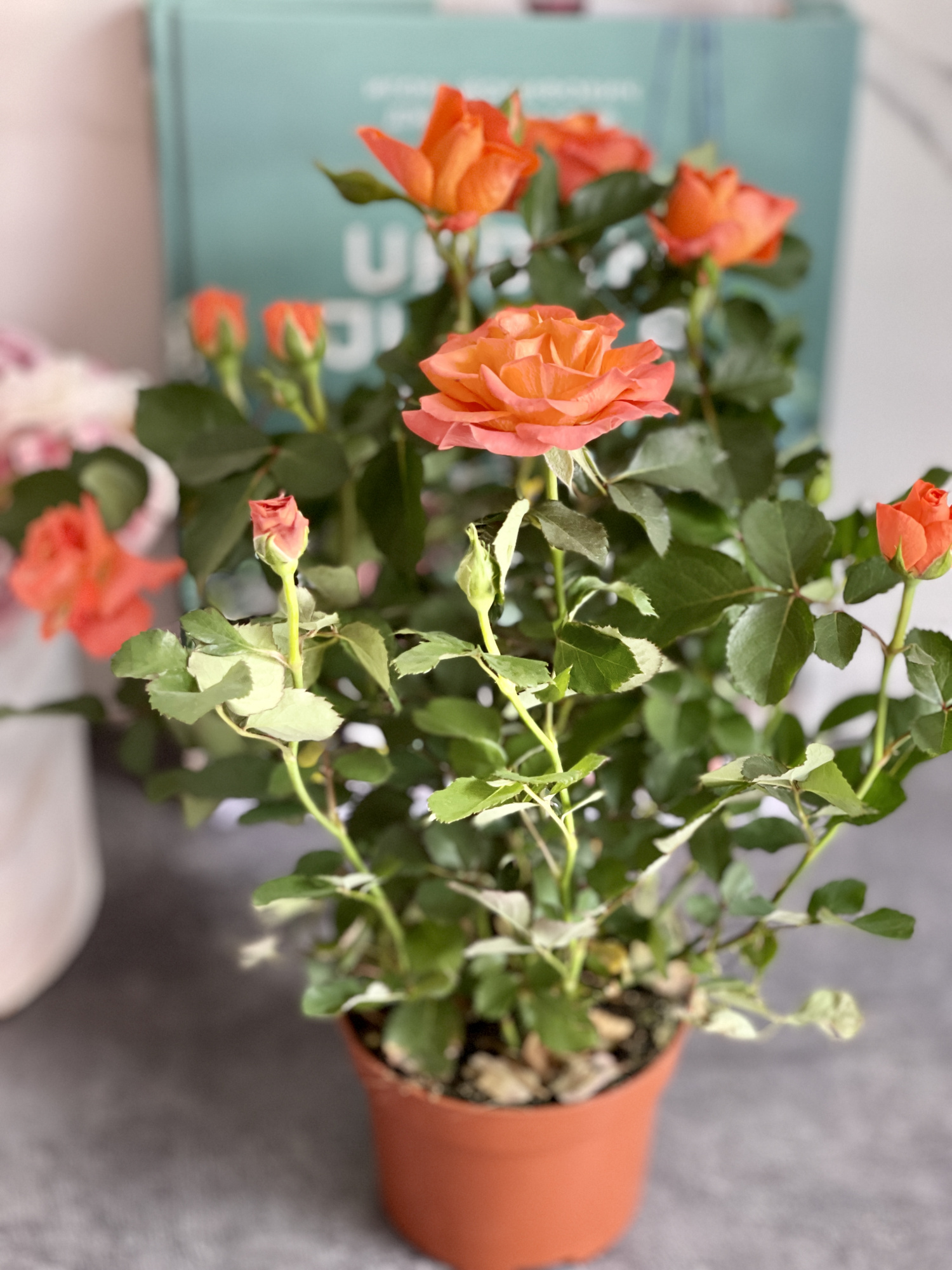 Роза оранжевая комнатная (Rose Orange) D9см