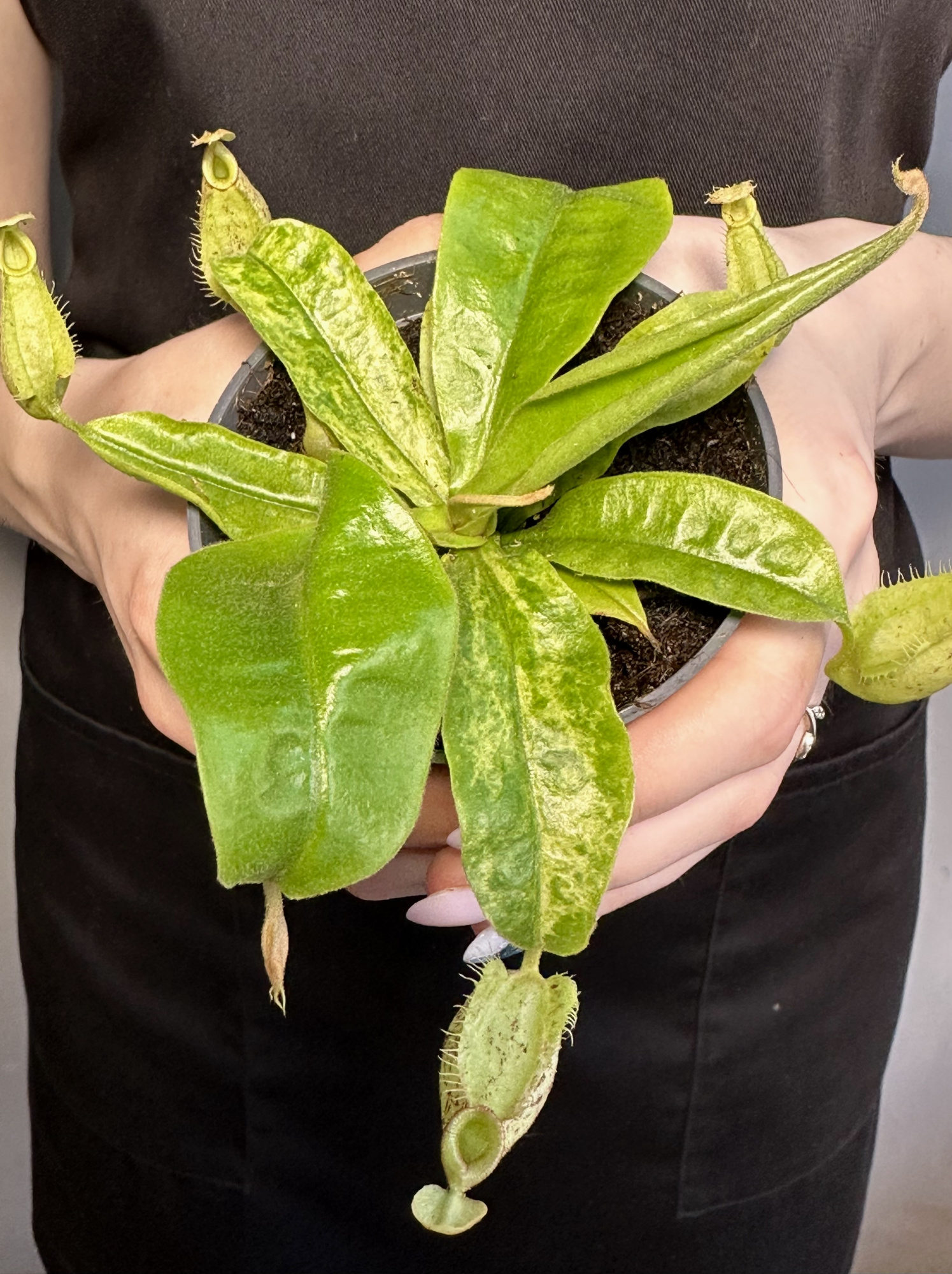 Непентес Марбл Хукериана (Nepenthes Hookeriana Marble) D9см