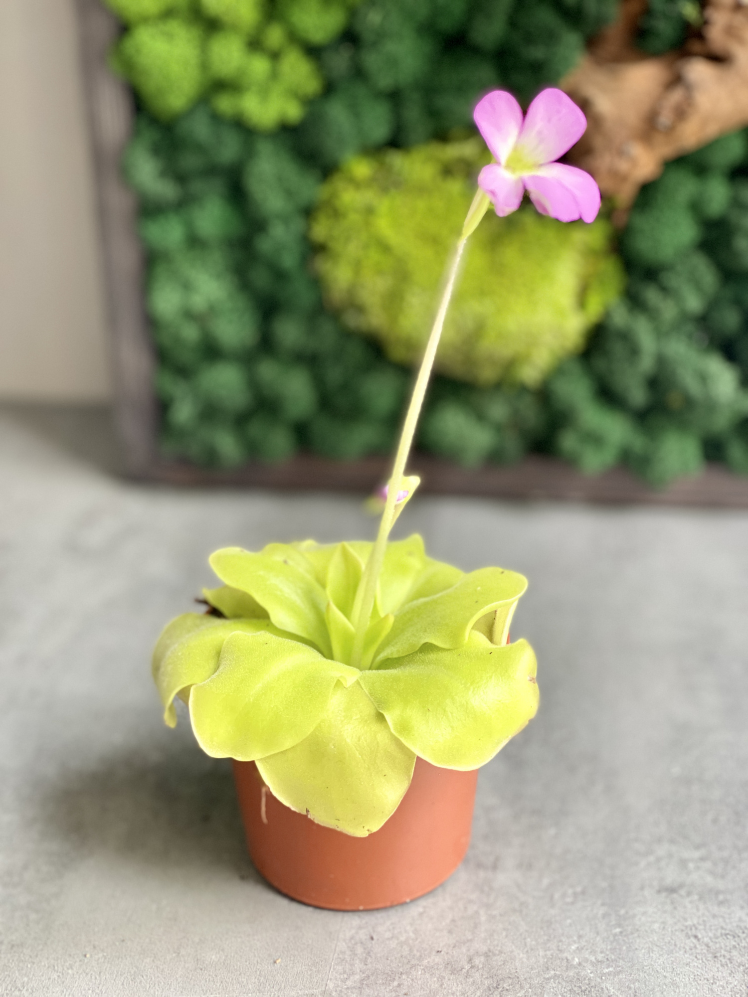 Жирянка Гватемала (Pinguicula Guatemala) D9см