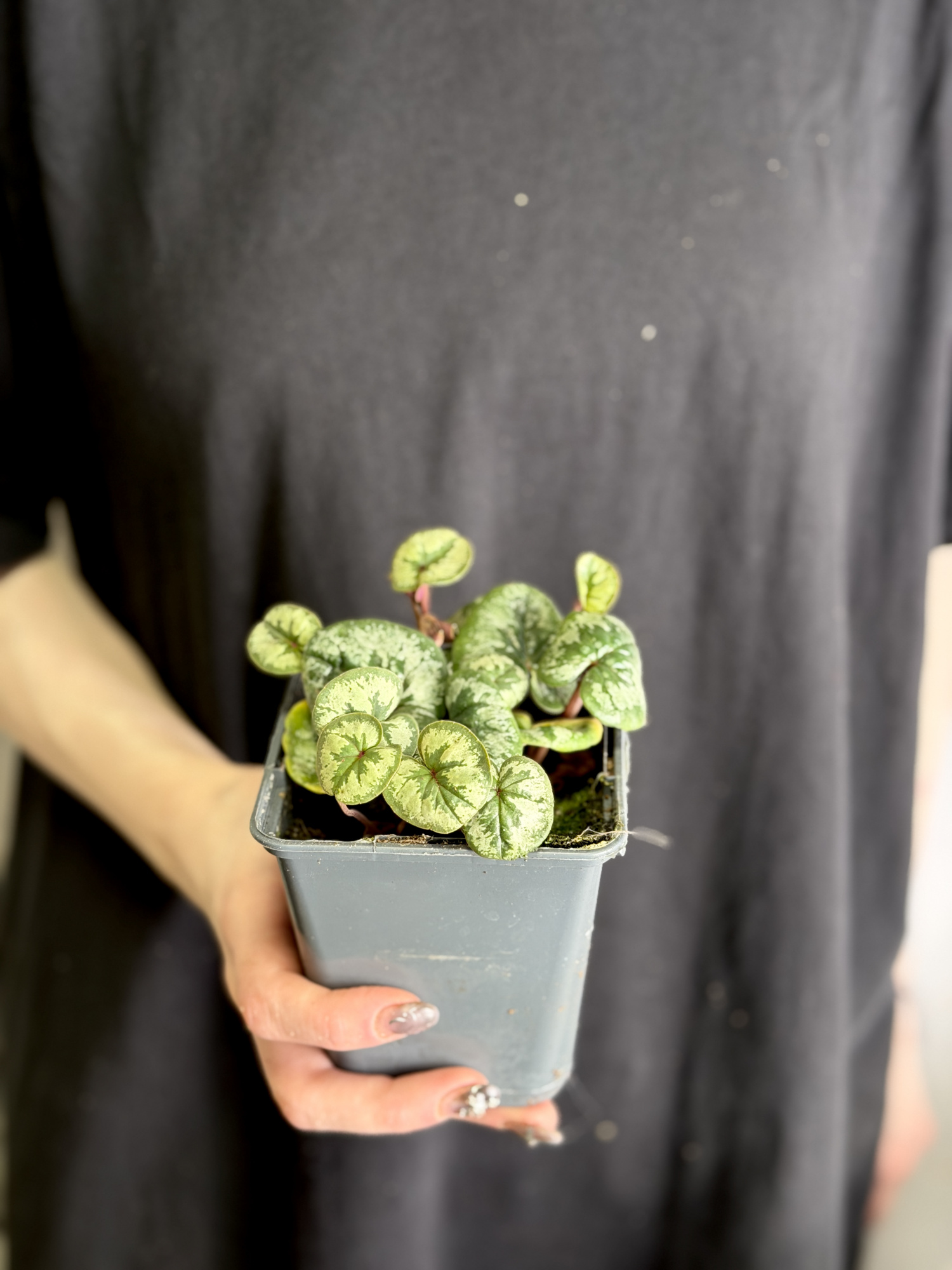 Цикламен Косский Серебристо - Белый (Cyclamen Coum Silverleaf White) D8см