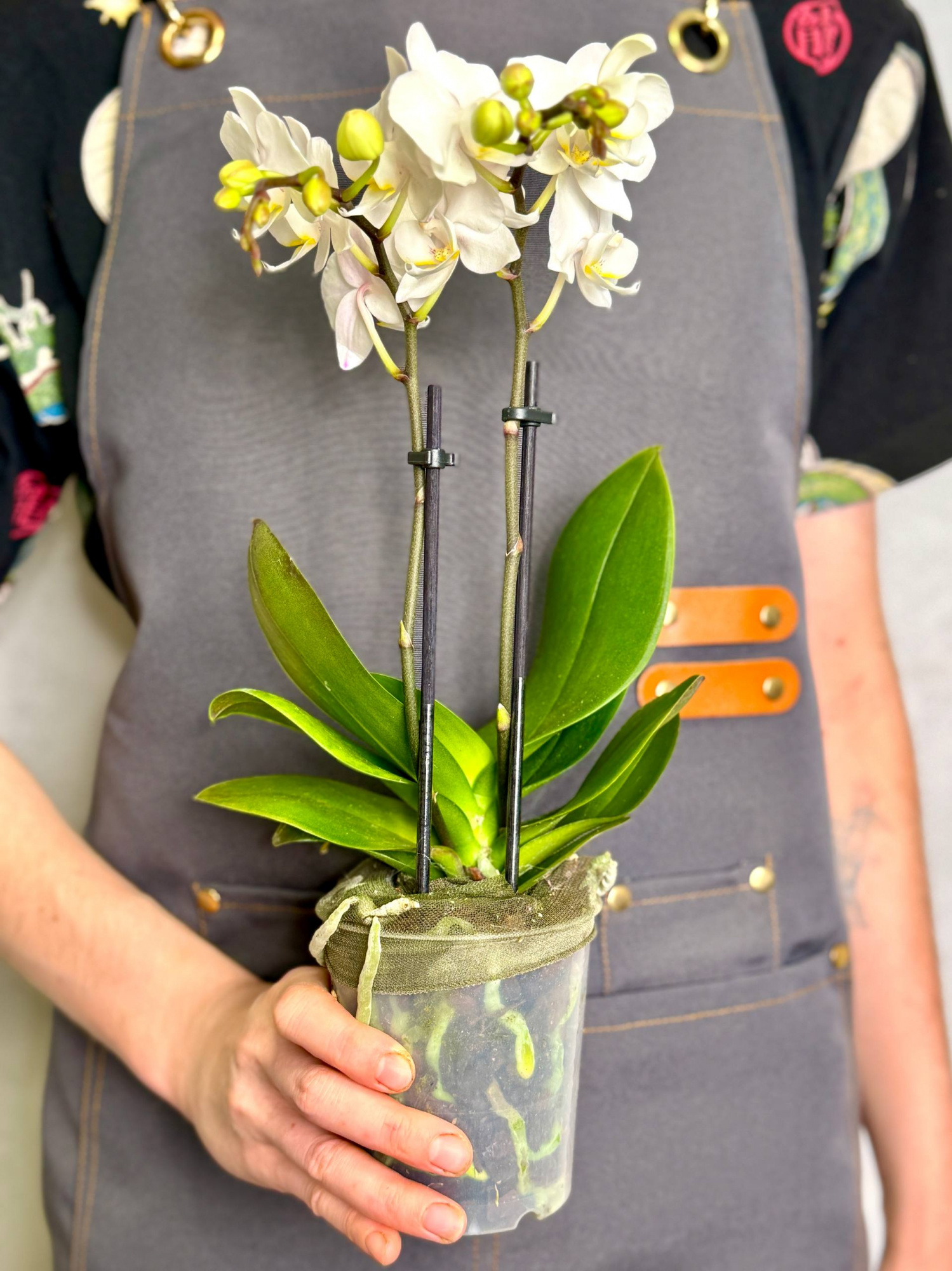 Орхидея Фаленопсис Мини Вайт (Phalaenopsis Multiflora White) D9см