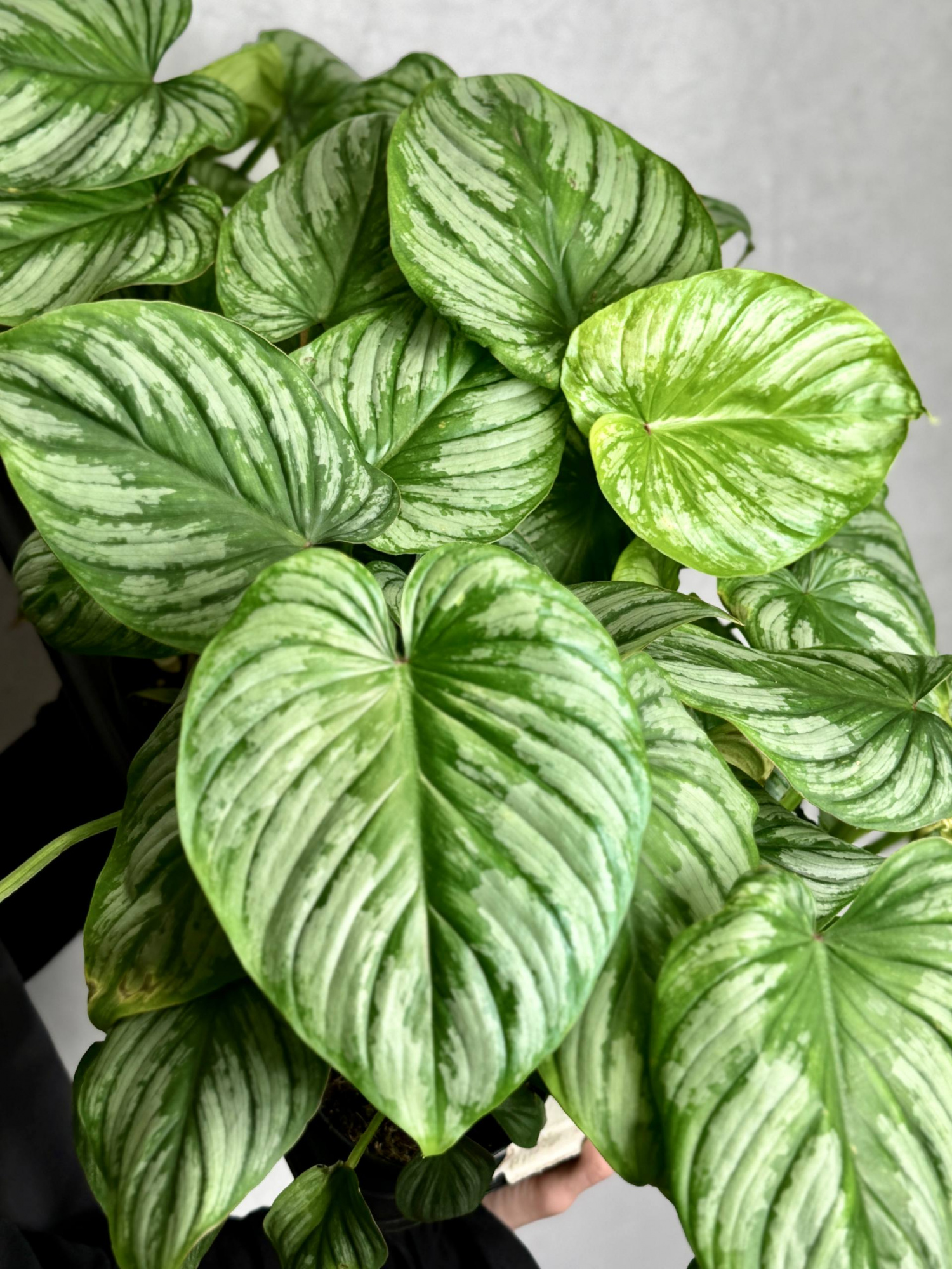 Филодендрон Мамей (Philodendron Mamei) D12см