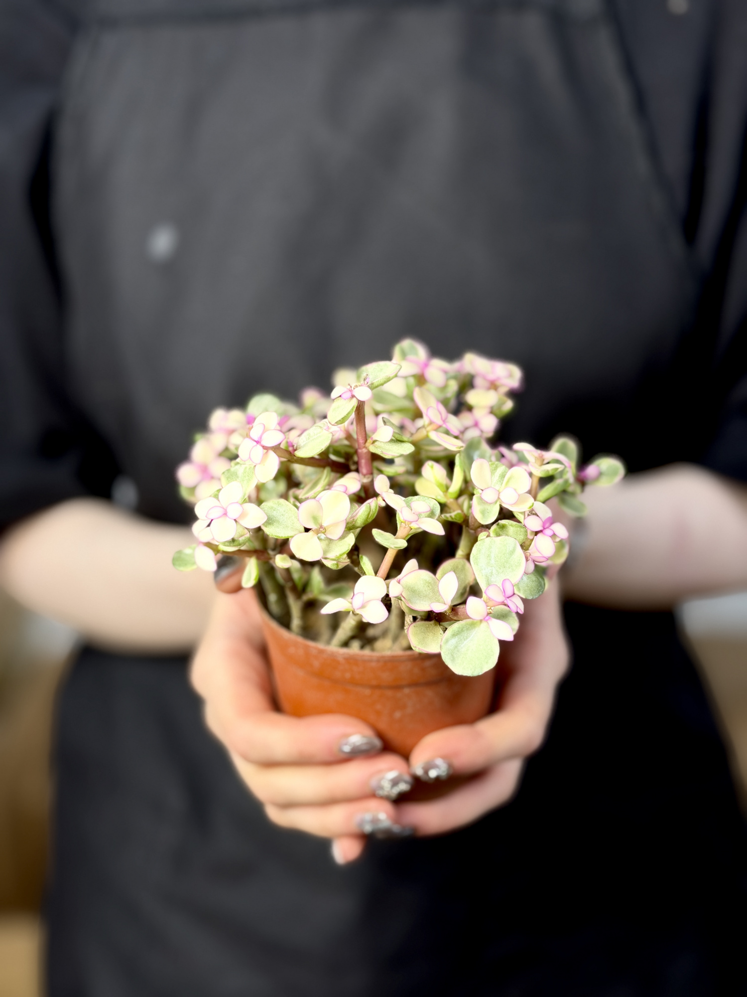 Портулакария Афра Вариегатная, Цветущая (Portulacaria Afra Variegata Flowering) D9см