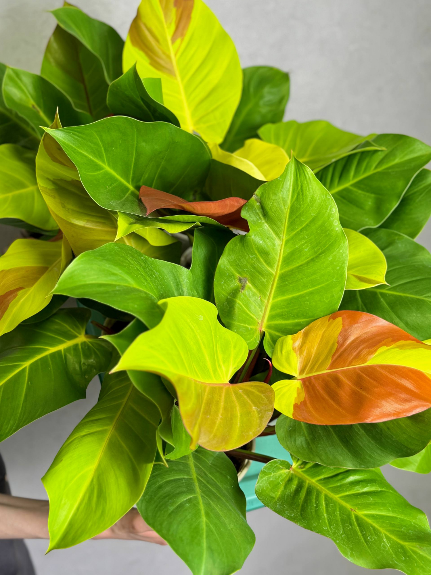 Филодендрон Йеллоу Флейм (Philodendron Yellow Flame) D12см