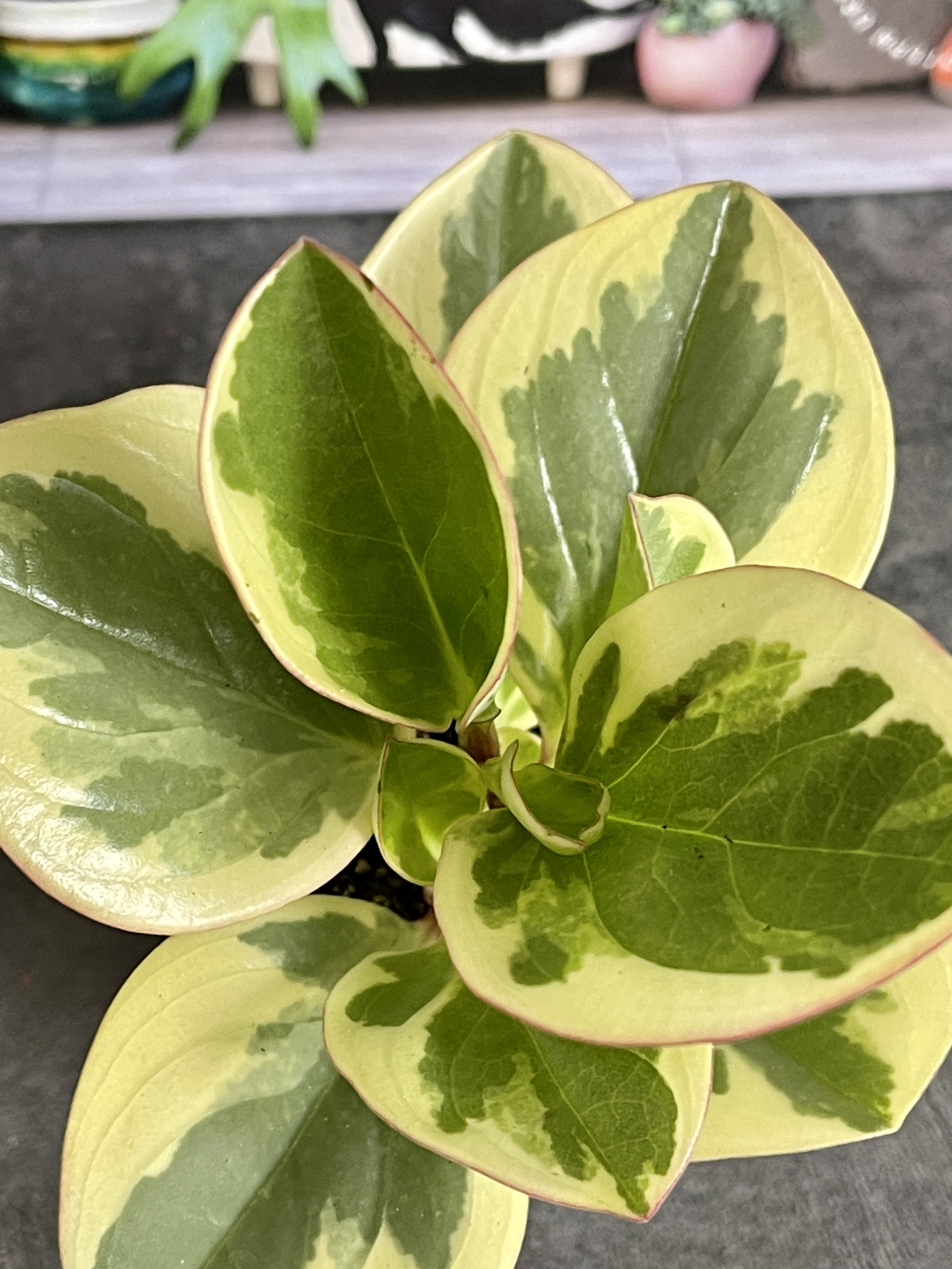 Пеперомия Туполистная Биколор (Peperomia Obtusifolia Bicolor) D5см