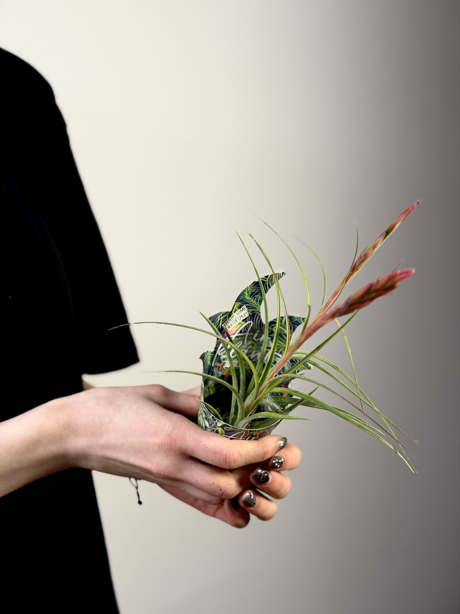 Тилландсия Шидеана (Tillandsia Schiedeana)