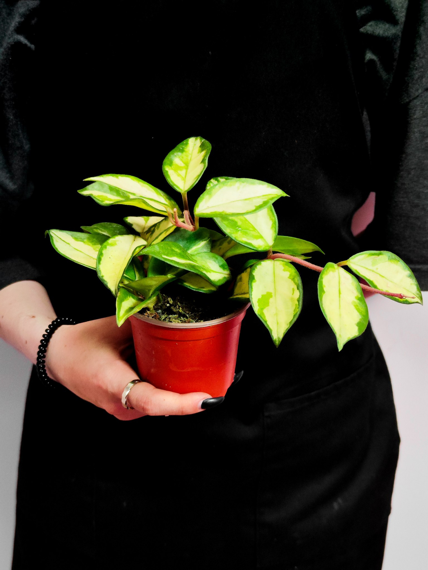 Хойя Карноза Триколор (Hoya Carnosa Tricolor) D9см