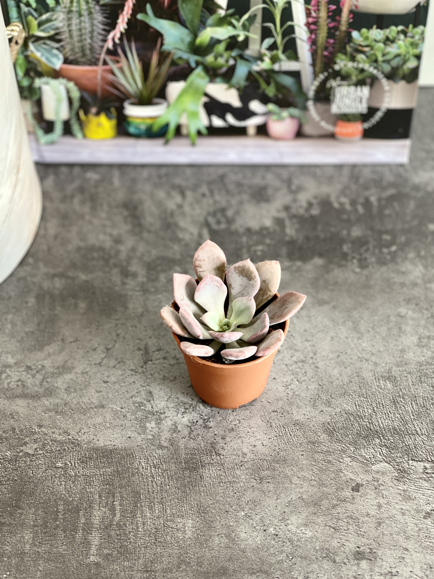 Эхеверия Металлика (Echeveria Metallica) D5см