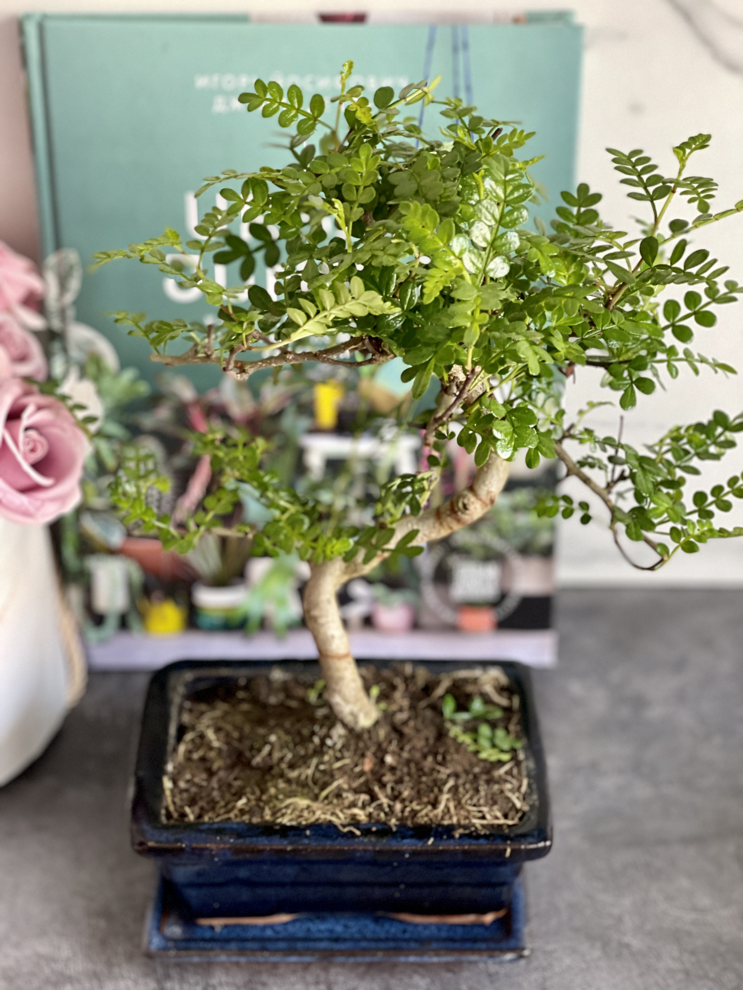 Бонсай Зантоксилум, Желтодревесник Извилистый (Bonsai Zanthoxylum)