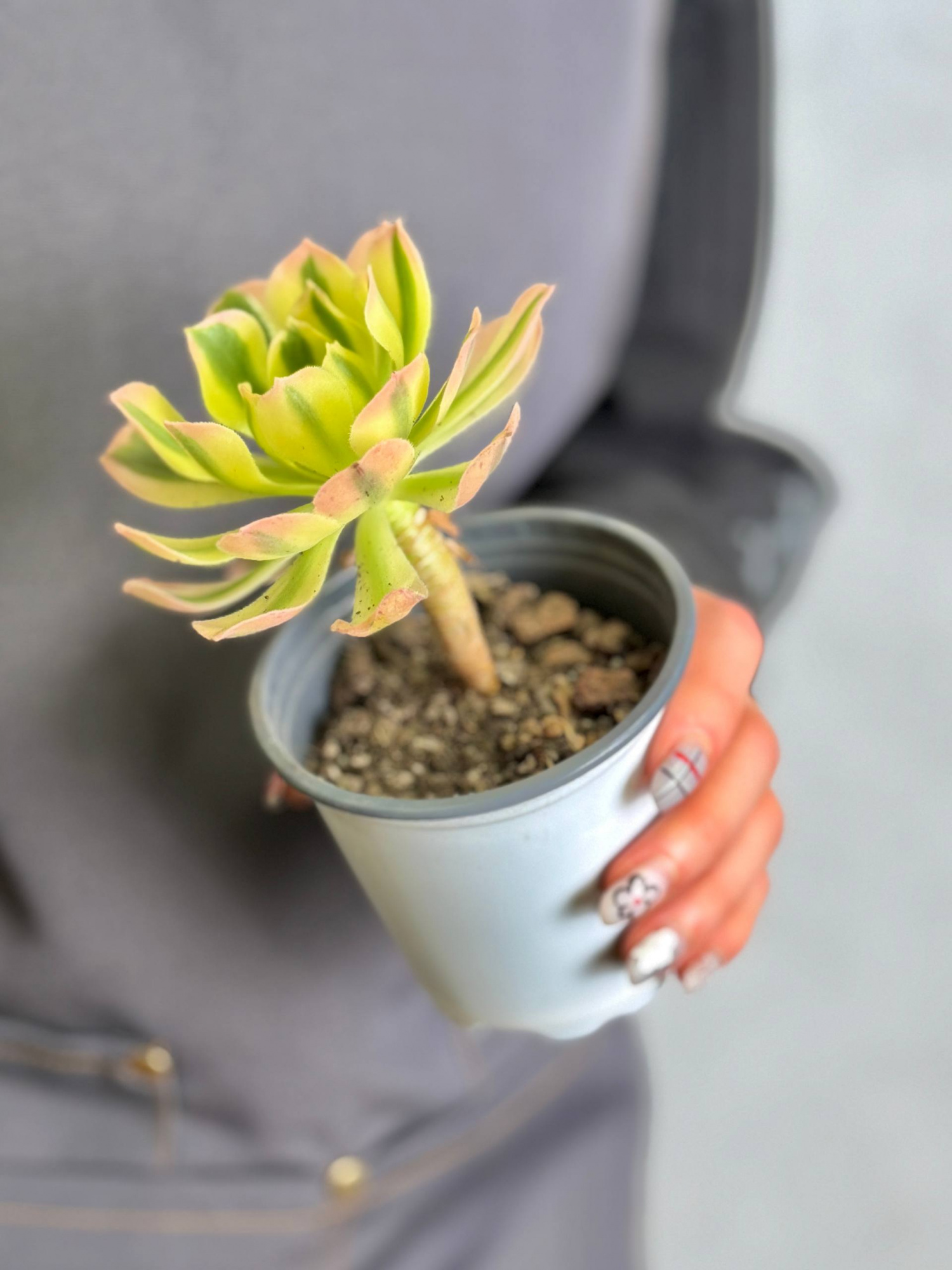 Эониум Майбах Вариегатный (Aeonium Maybach Variegated) D9см