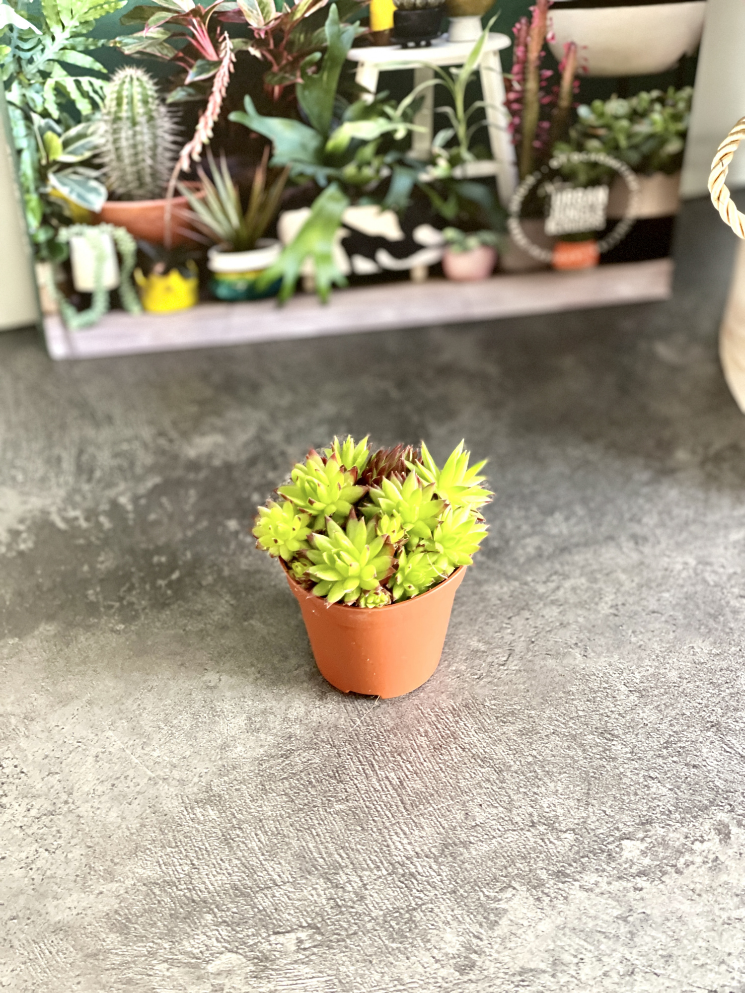Молодило Кровельное (Sempervivum Tectorum) D5см