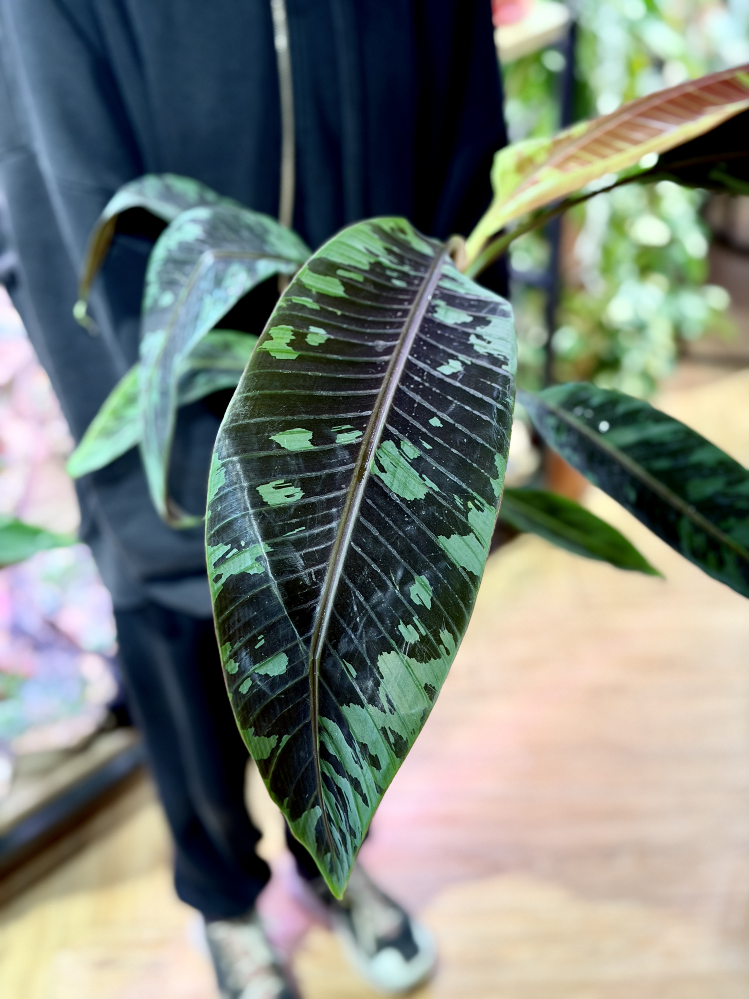 Банан (Муса) Акумината Зебрина (Musa Acuminata Zebrina) D17см