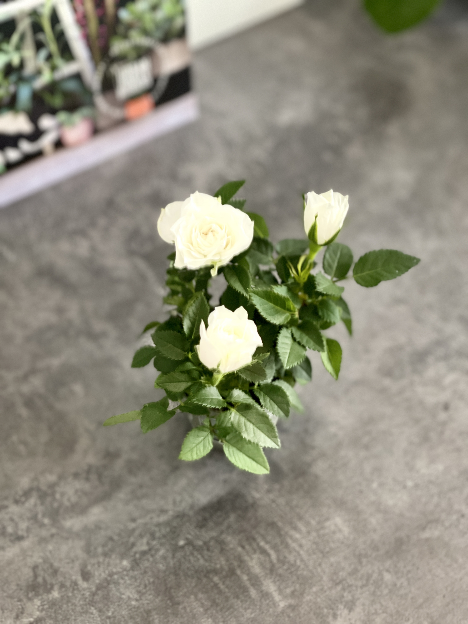 Роза Даника комнатная белая (Rosa Danica "White") D6см