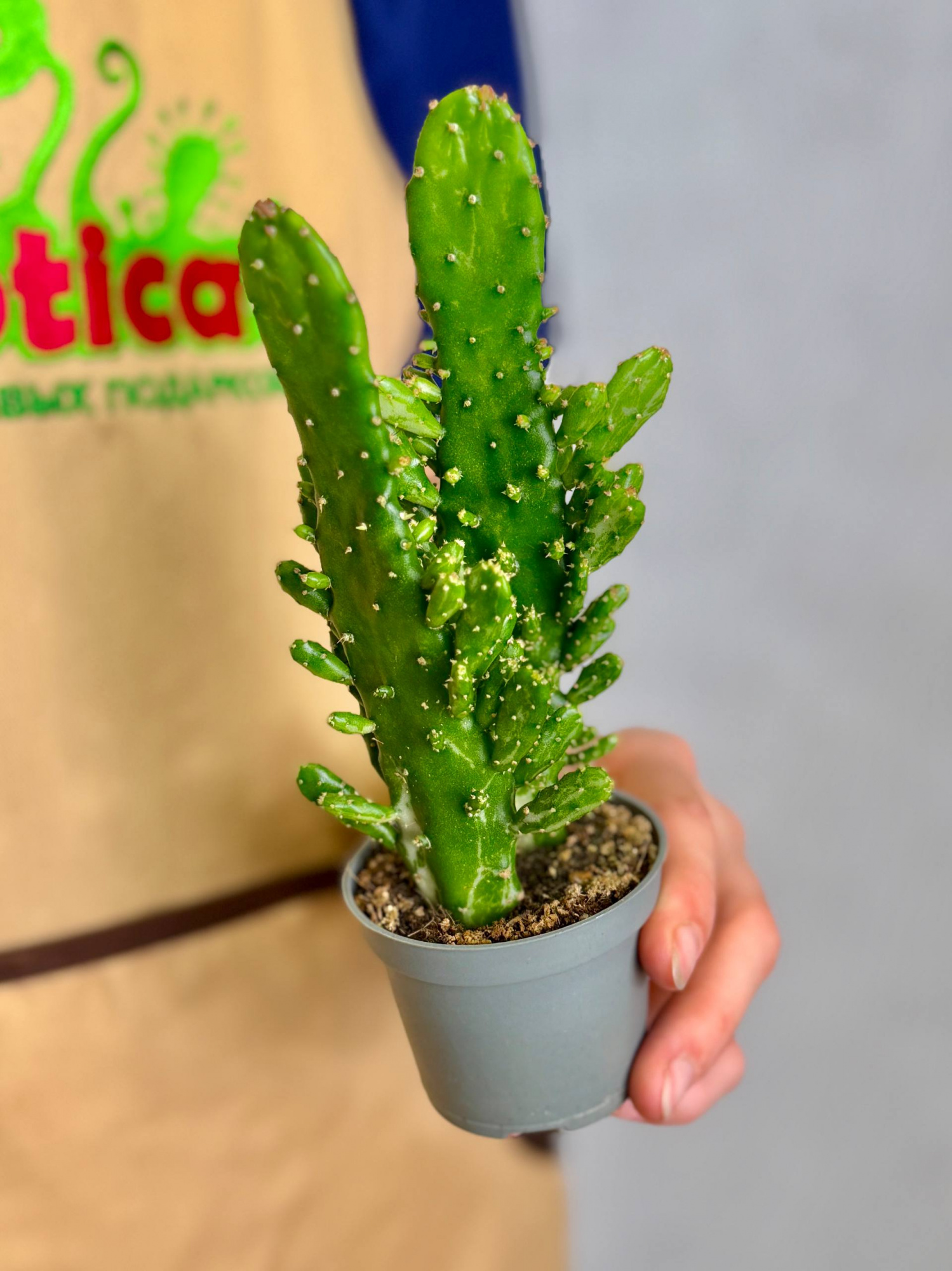 Опунция Монаканта (Opuntia Monacantha) D6см