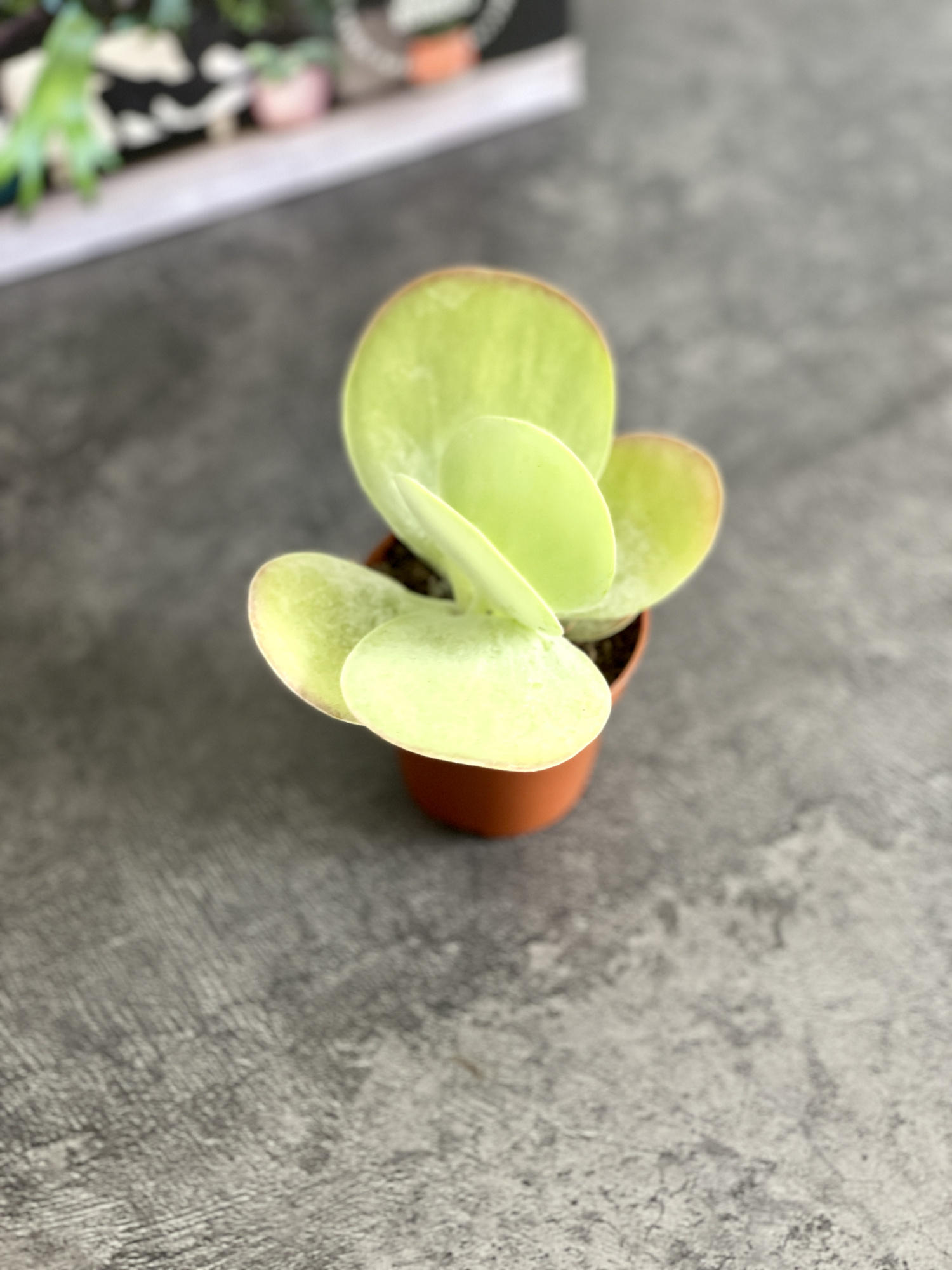 Каланхоэ Тирсифлора Грин Липс  (Kalanchoe Thyrsiflora Green Lips) D5см