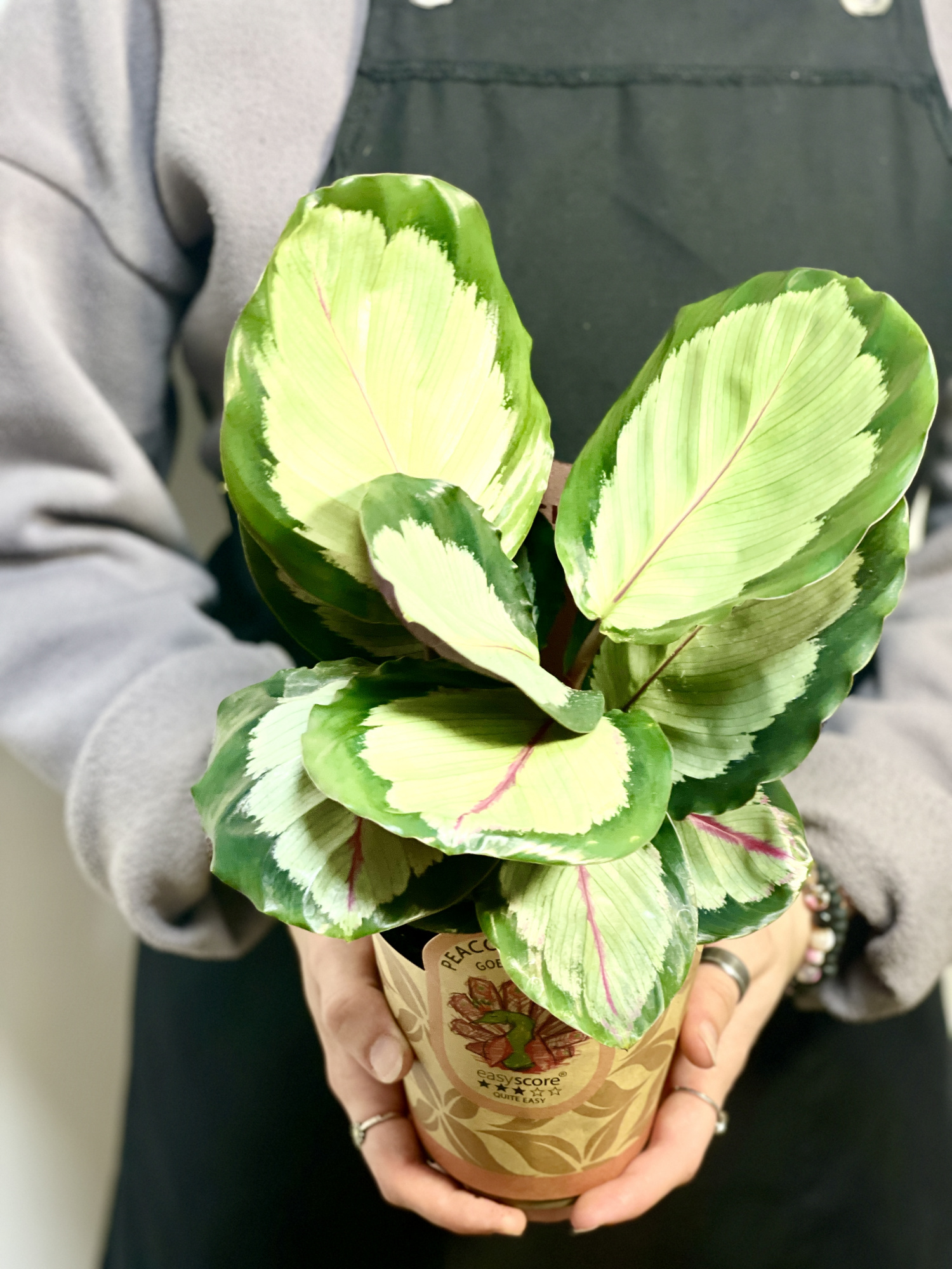 Калатея Корона (Calathea Corona) D12см