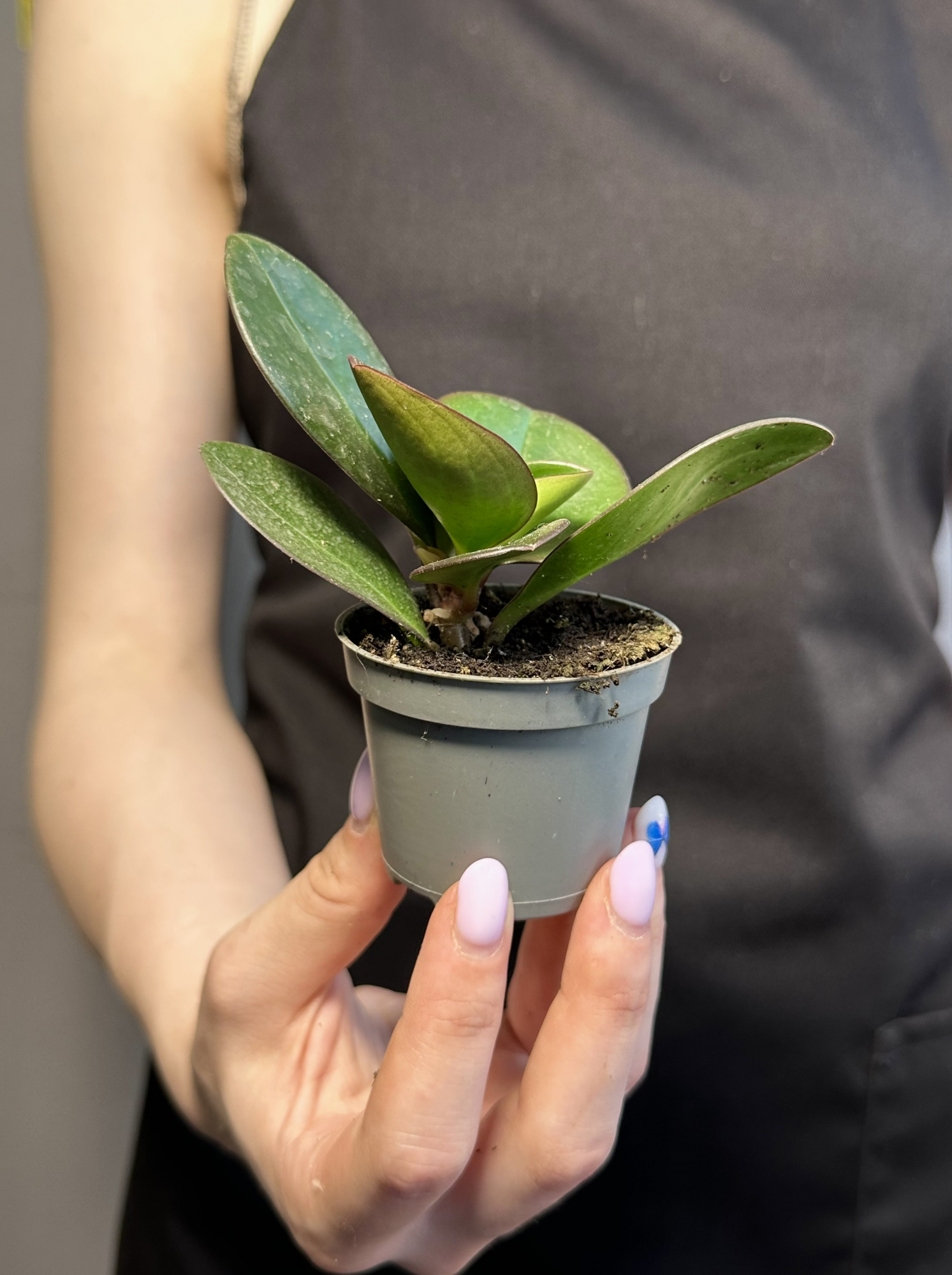 Пеперомия Клузиелистная Ред Маргин (Peperomia Сlusiifolia Red Margin) D5см