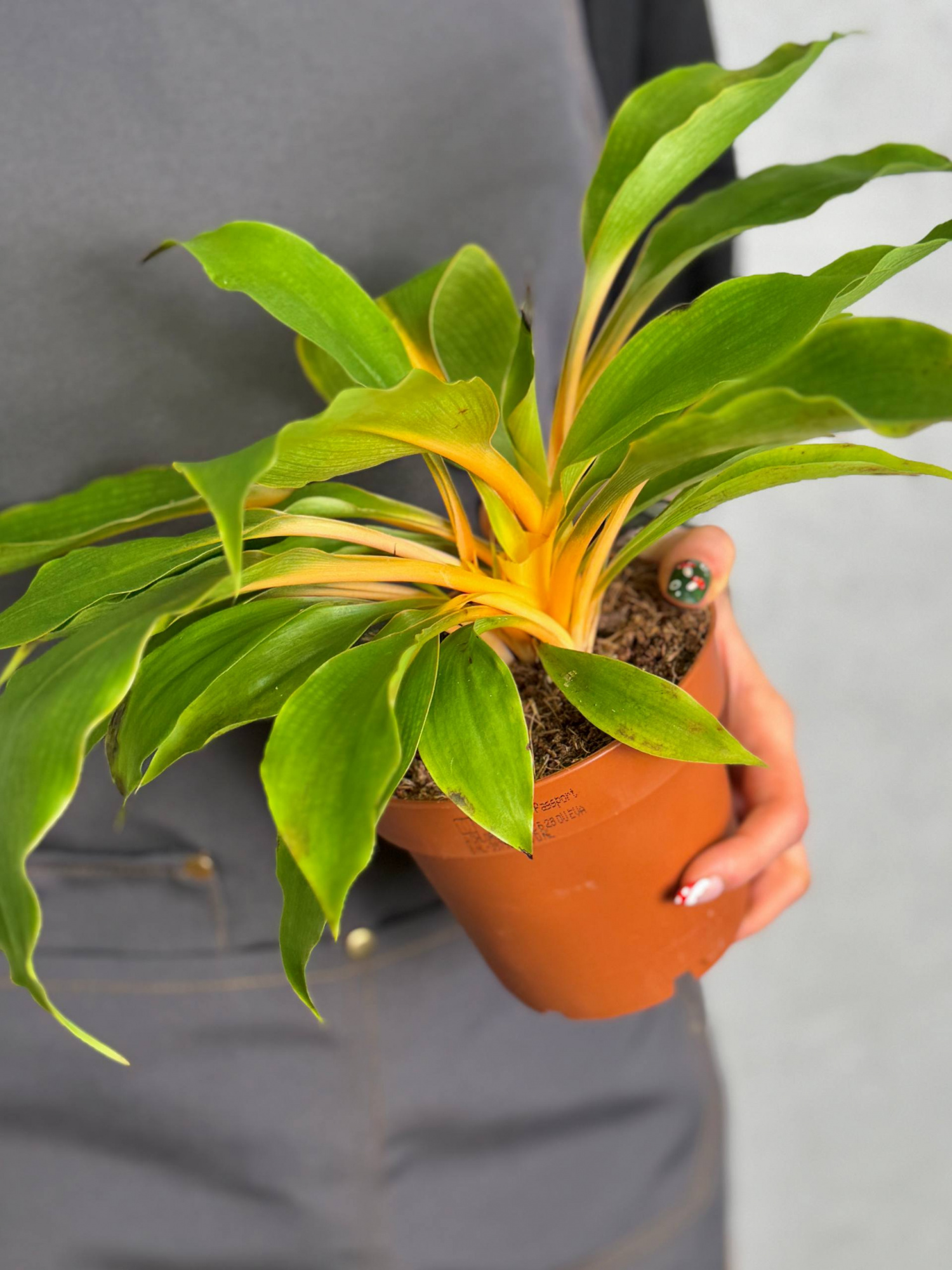 Хлорофитум Грин Оранж (Chlorophytum Green Orange) D12см