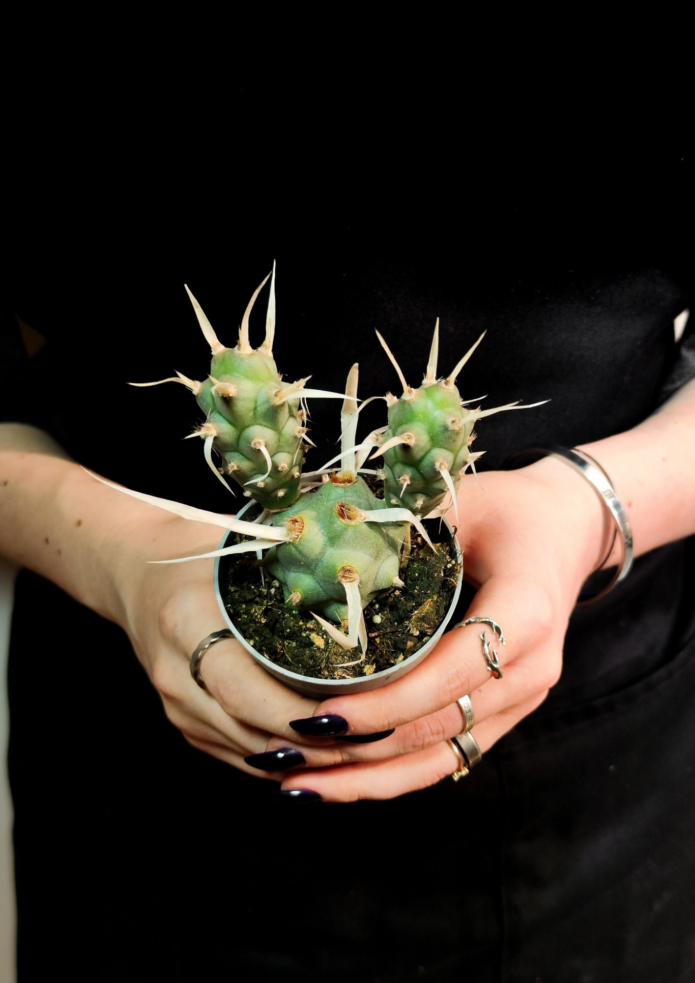 Тефрокактус Членистый (Tephrocactus Articulatus var. Syringacanthus) D6,5см