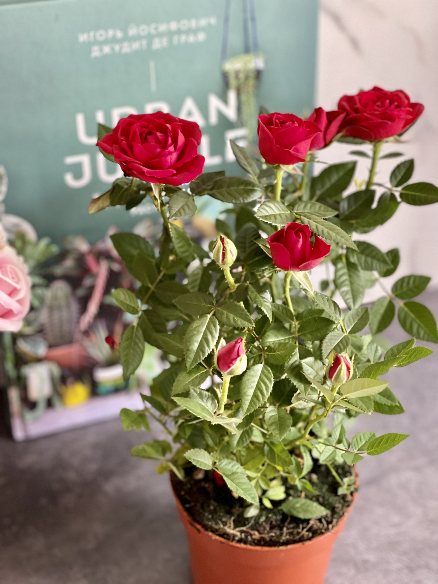Роза красная комнатная (Rose Red) D9см