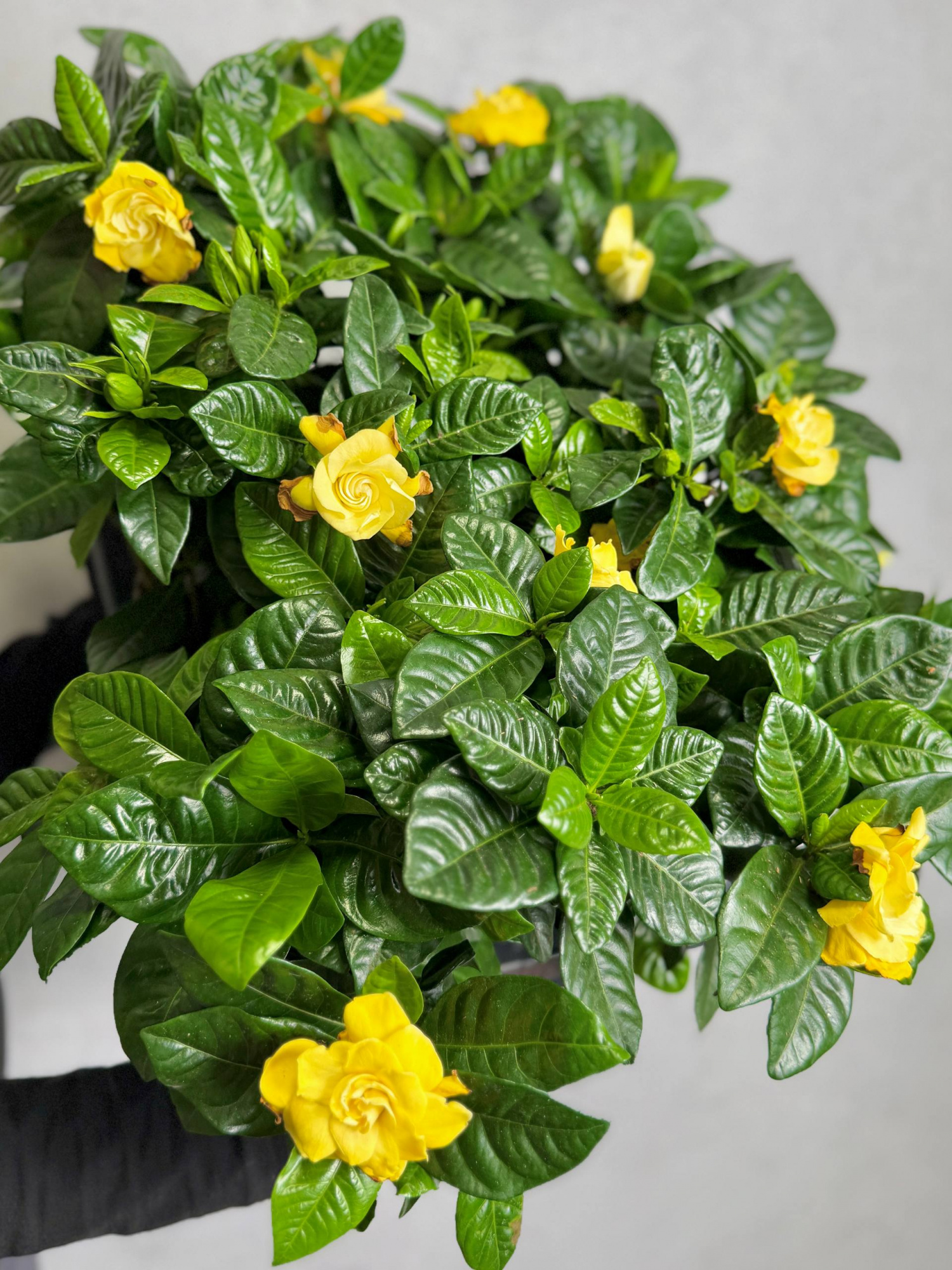 Гардения Жасминовидная Голден Мэджик (Gardenia Jasminoides Golden Magic) D12см