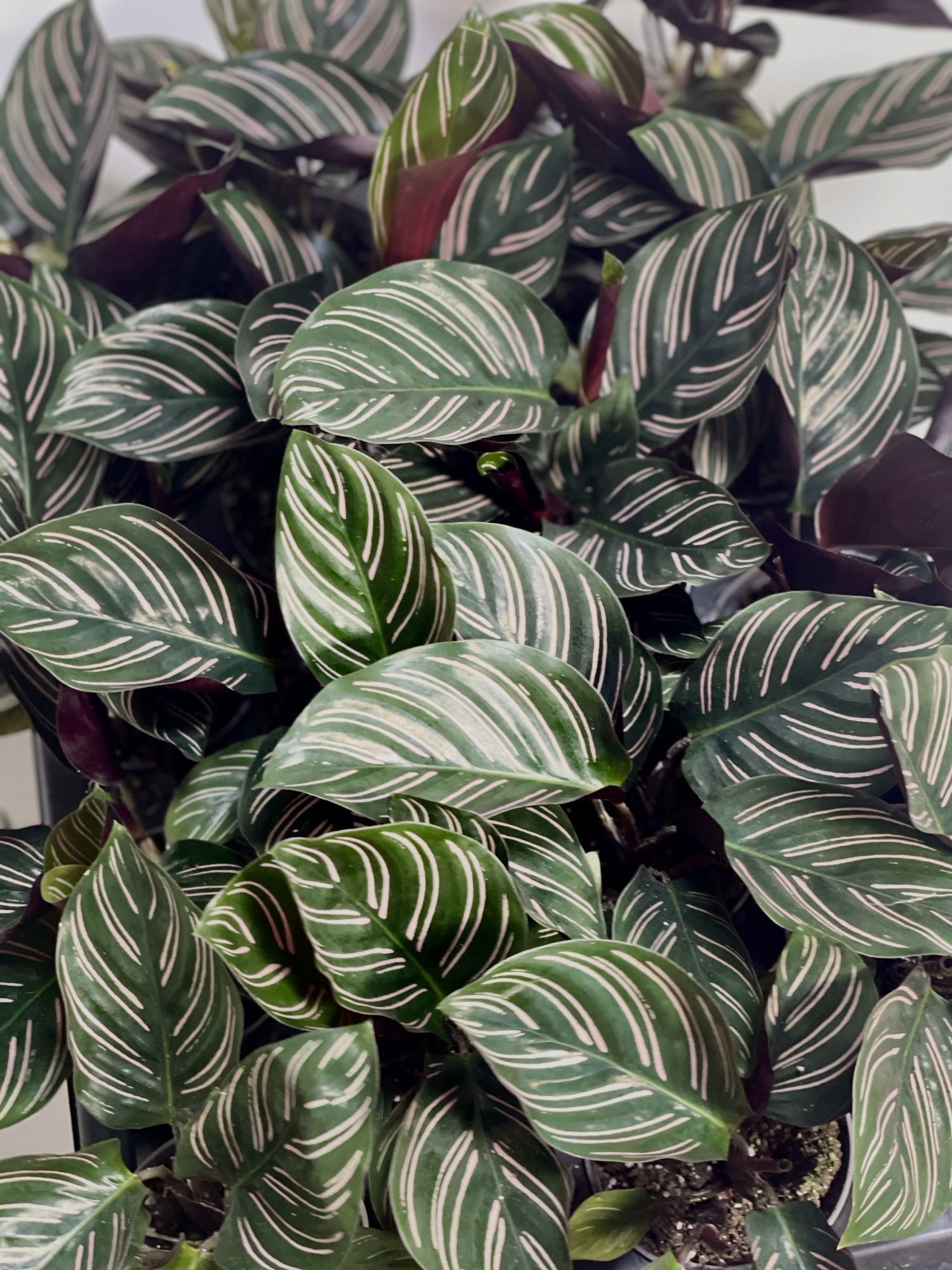 Калатея Орната (Calathea Sanderiana Ornata) D6см