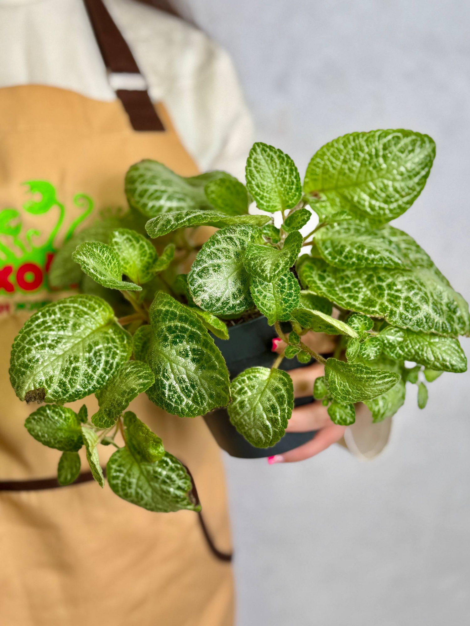 Эписция Медная Минти (Episcia Cupreata Minty) D12см