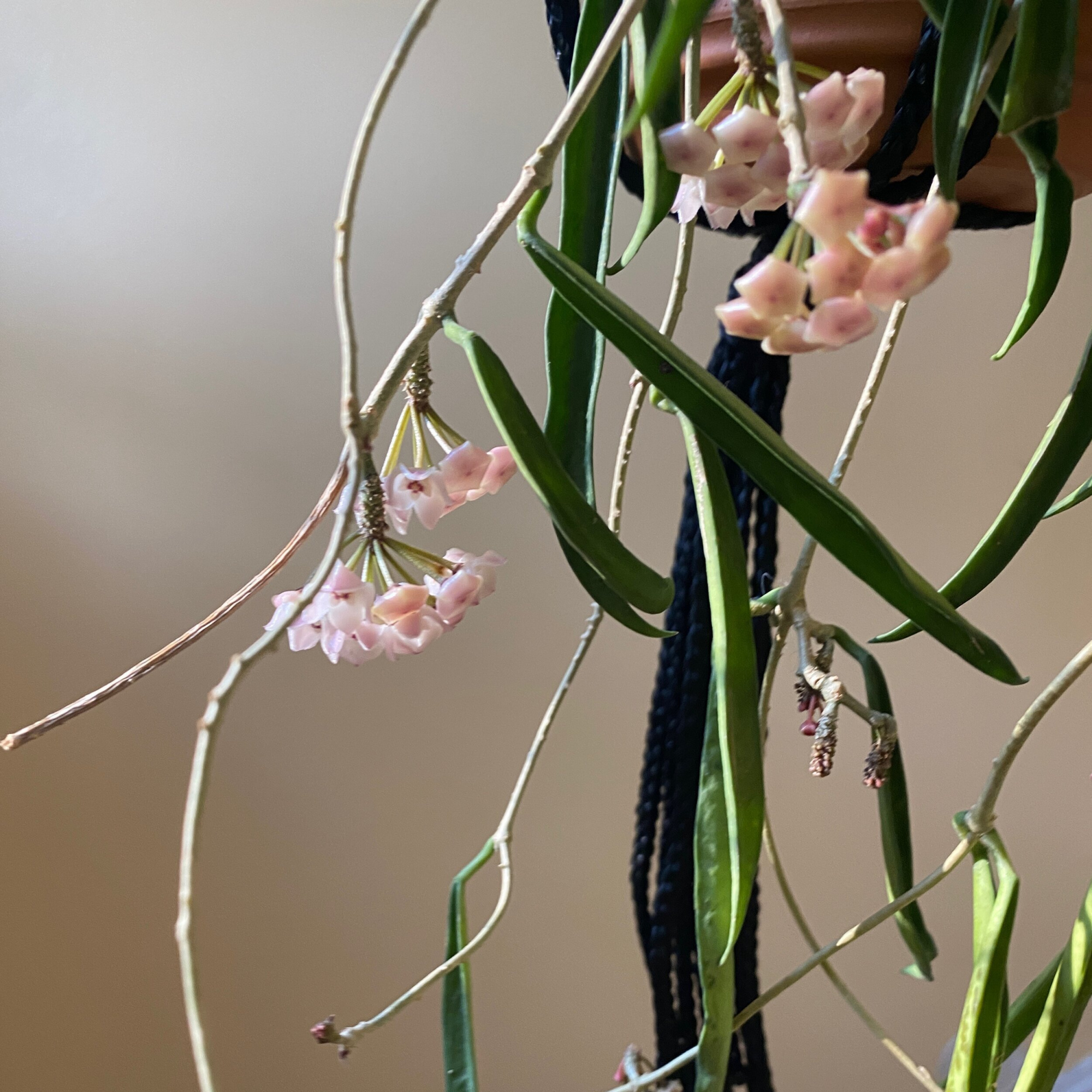 Хойя Длиннолистная (Hoya Longifolia) D9см
